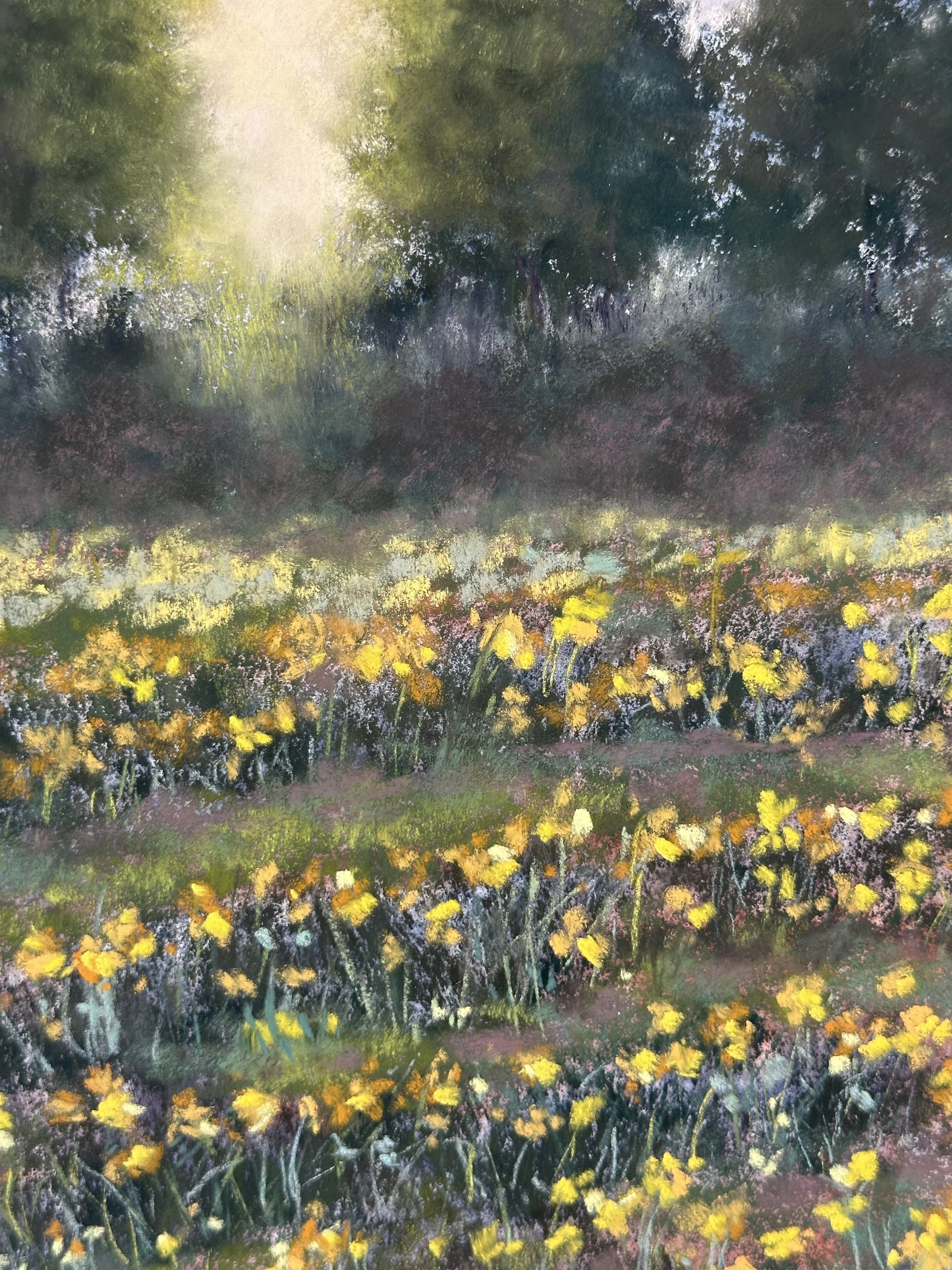 cornish-daffodils-at-golden-hour.JPG