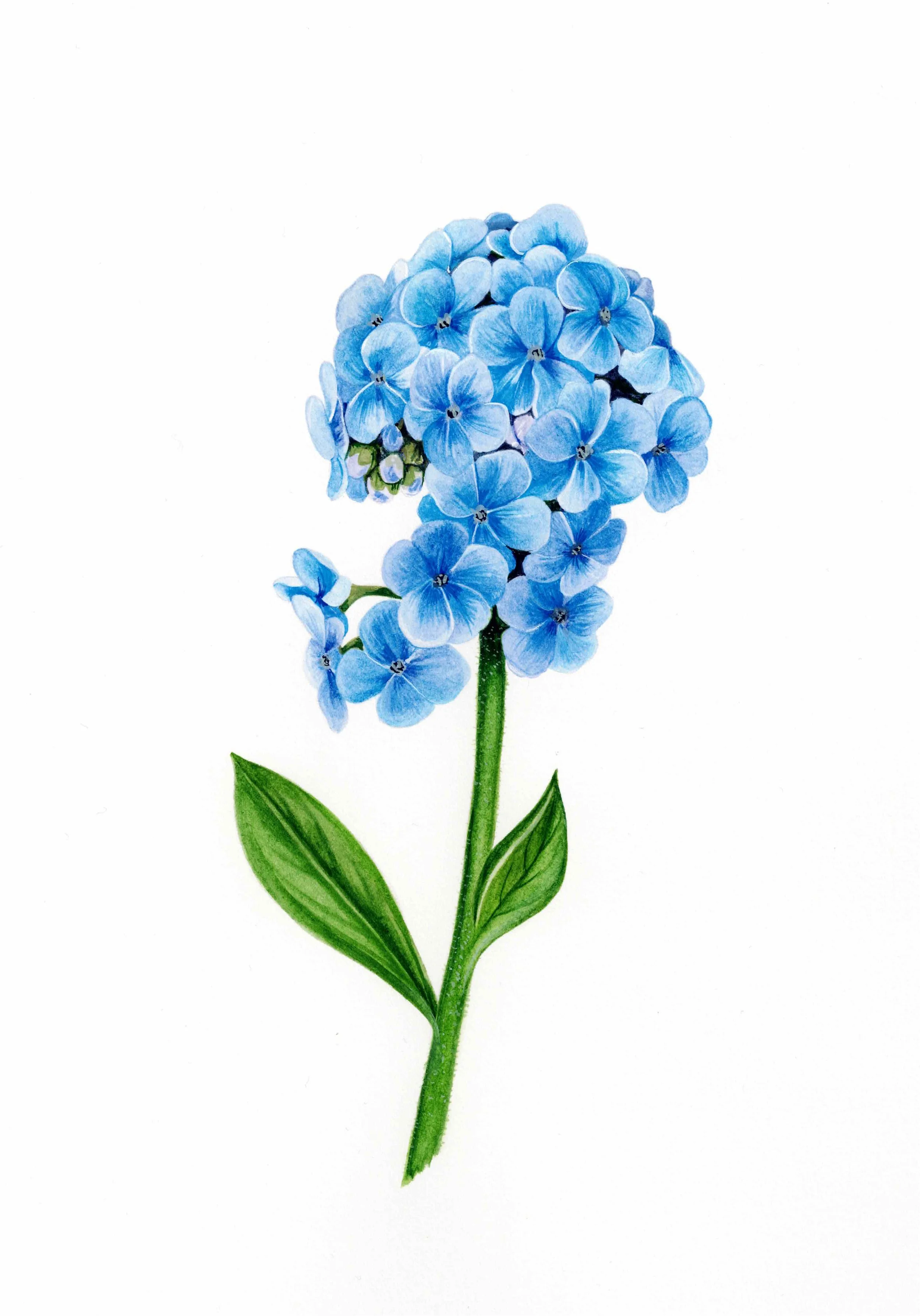 Chatham Island Forget-Me-Not