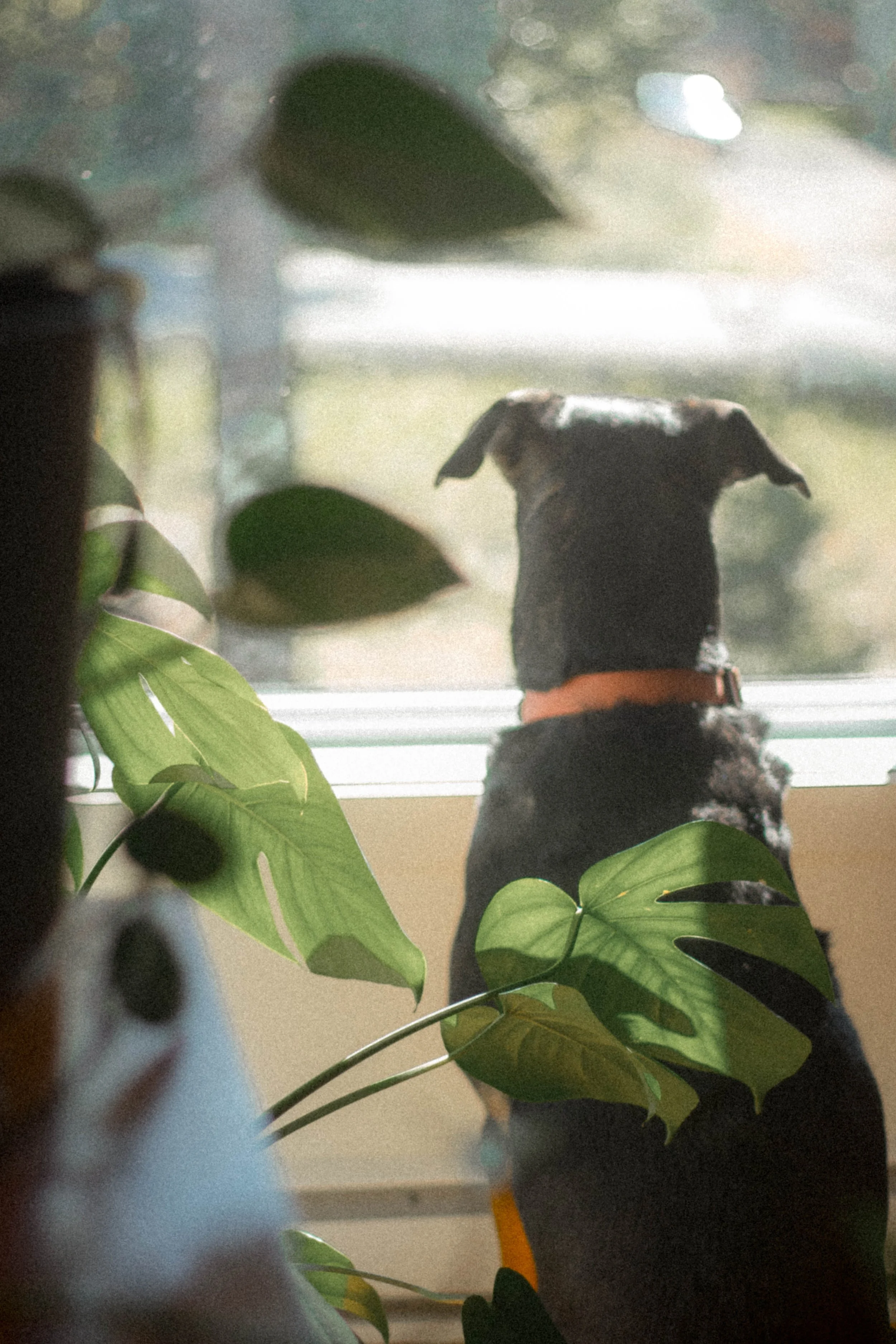 Un chien observe l’extérieur depuis la fenêtre, entouré de plantes dans une ambiance intime et naturelle.