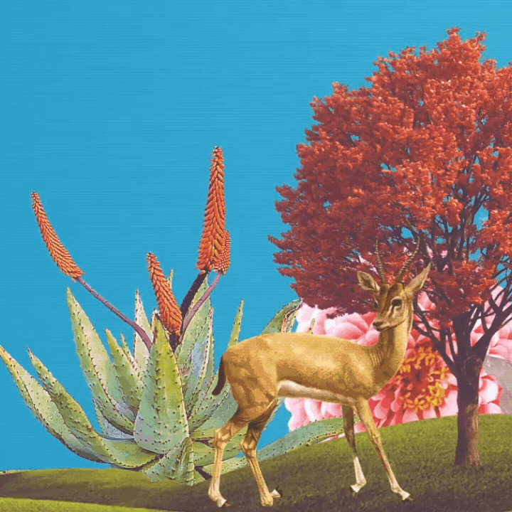COLLAGE_GIF_2.gif