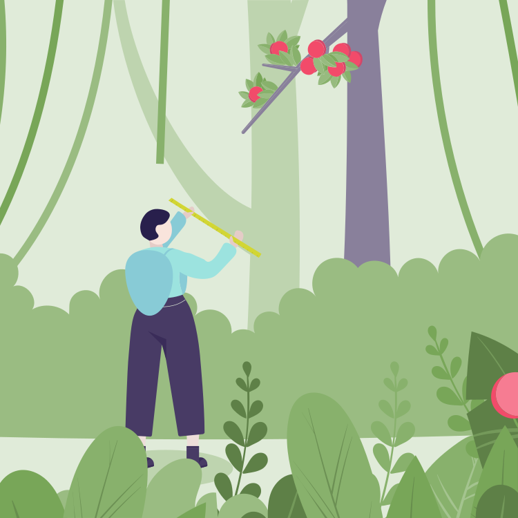 A person with a backpack using a measuring stick to measure a fruit on a tree in a lush green forest.