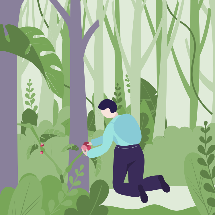 Person kneeling in a forest, picking berries from a bush.