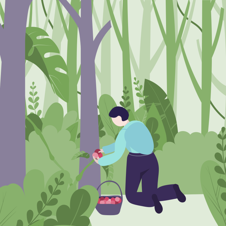 A person is harvesting strawberries in a green forest or garden with trees and large leafy plants.