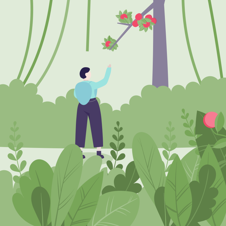 Person reaching up toward apple tree in a lush green forest.