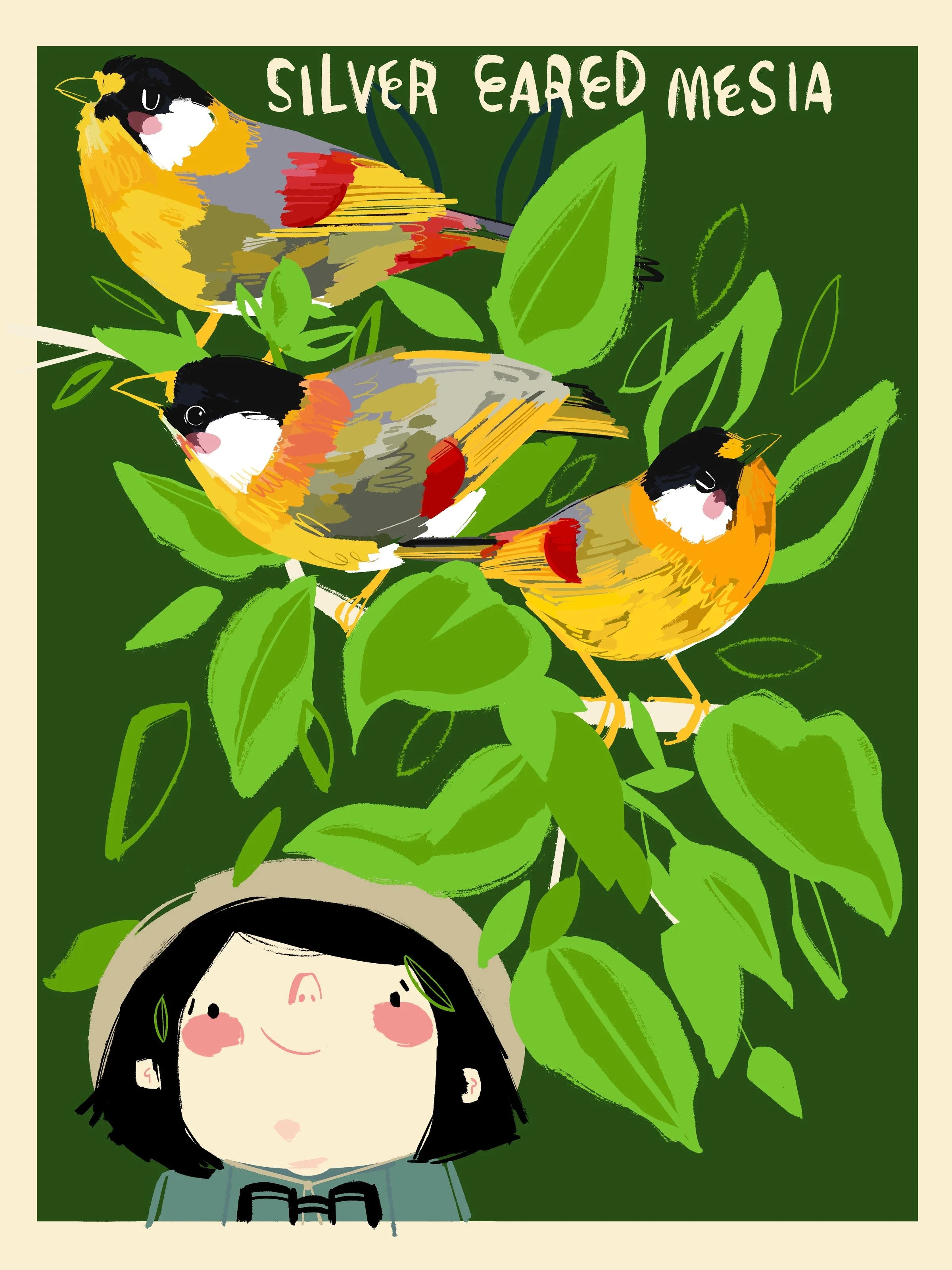 Silver_eared_mesia.jpg