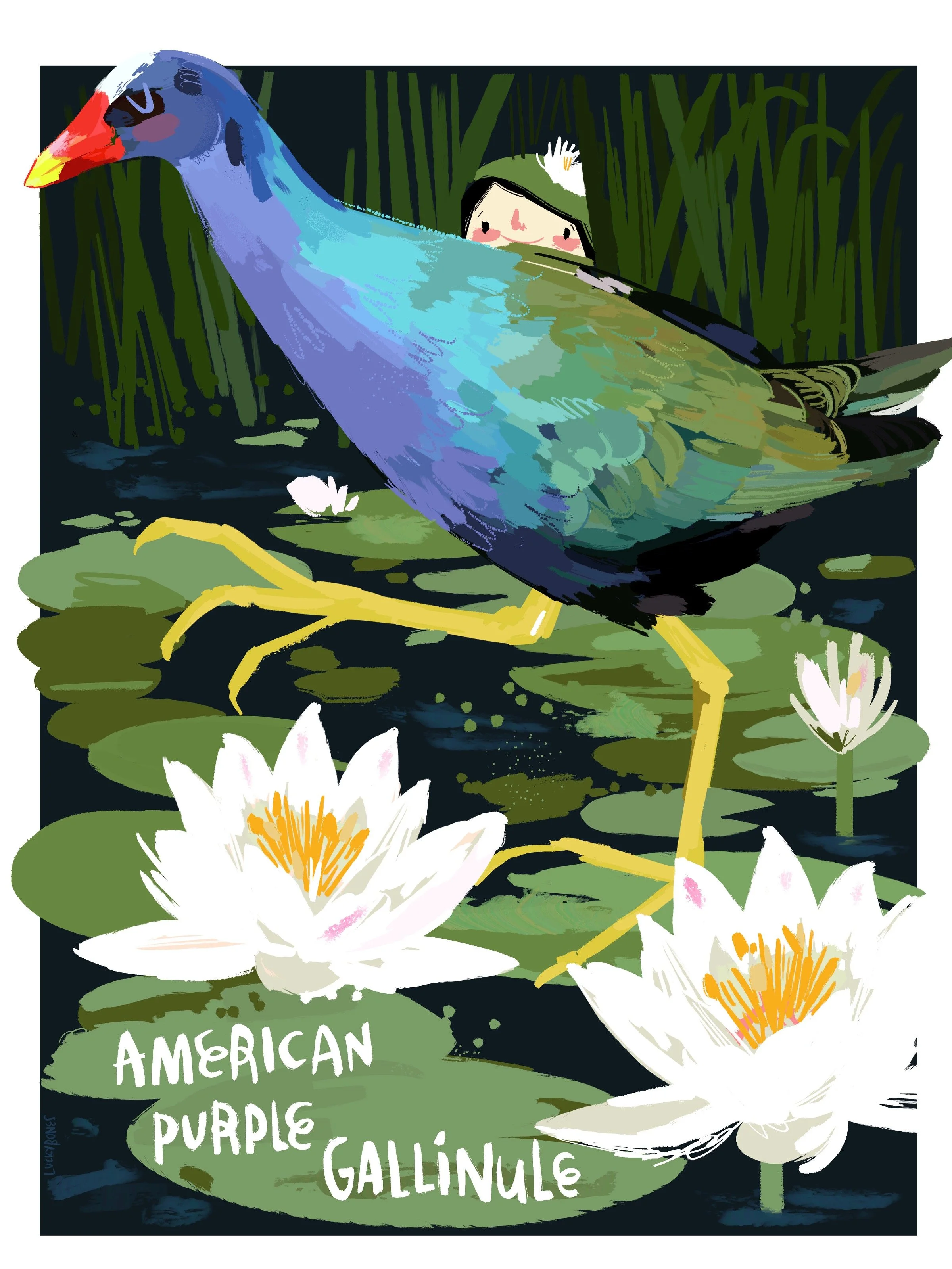 Gallinule.jpg