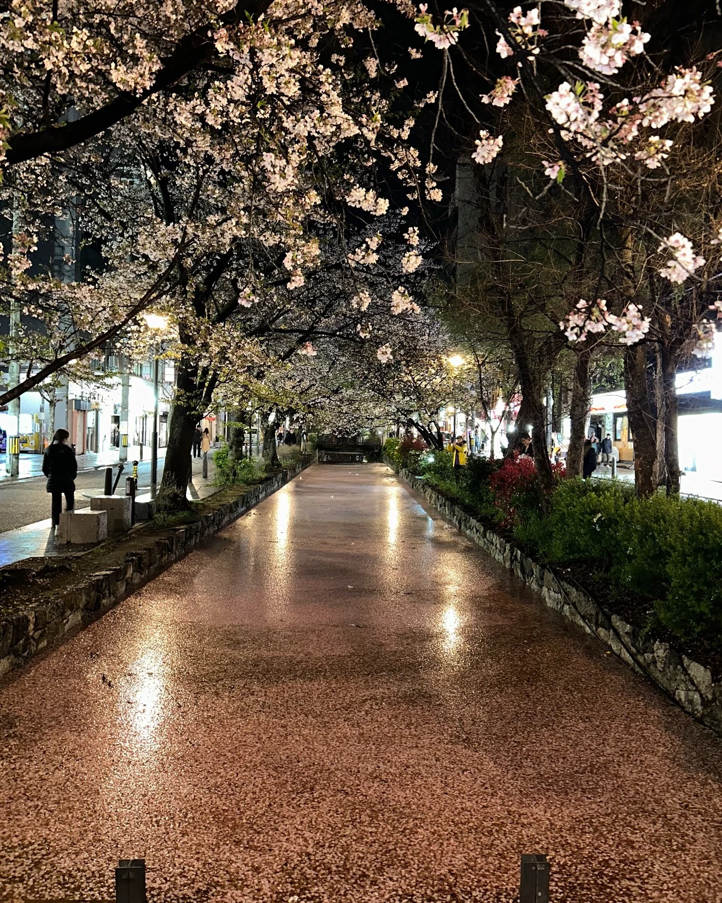 ．
４月🌸

10年ぶりの桜に感動したり、お花見呼んでもらったり。
10年ぶりの念願の甲子園‼︎は、☔️で中止。笑
ずーっと行きたかったからそれすらも良き思い出
またリベンジしたい🐯

そしていつもどんな時も可愛い、愛するヴィちゃん😸💕
もうすっかり京都に慣れました、溺愛されてます。

京都でも沖縄でも"おかえり"って言ってくれる人がいること、大好きな人達と過ごせて、沢山サプライズ？お祝いもして頂きまして🥹🥂

改めて、今の2拠点生活に感謝と幸せな気持ちで胸いっぱ