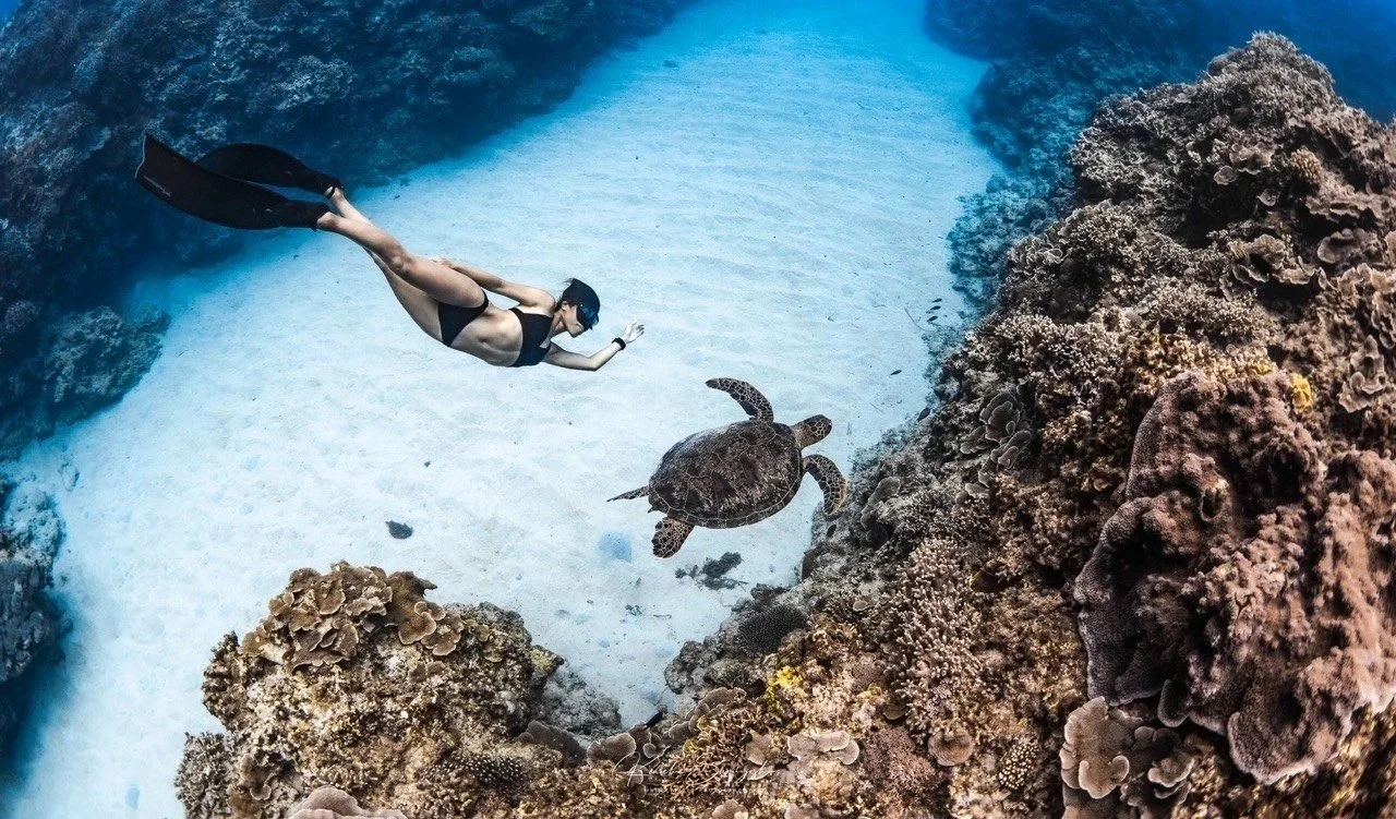 フリーダイバーと海亀