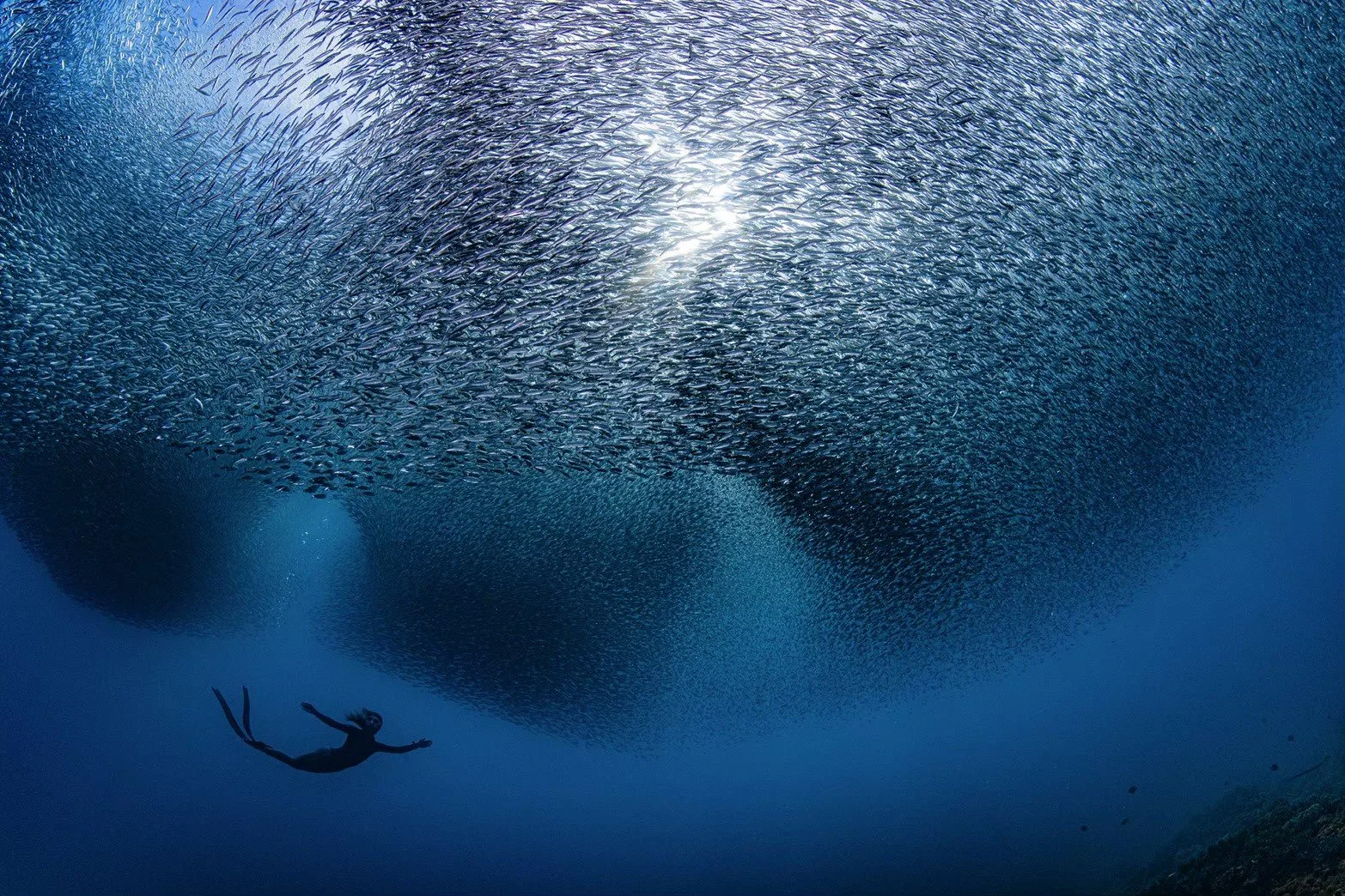 水中の大量の魚の群れとフリーダイバー