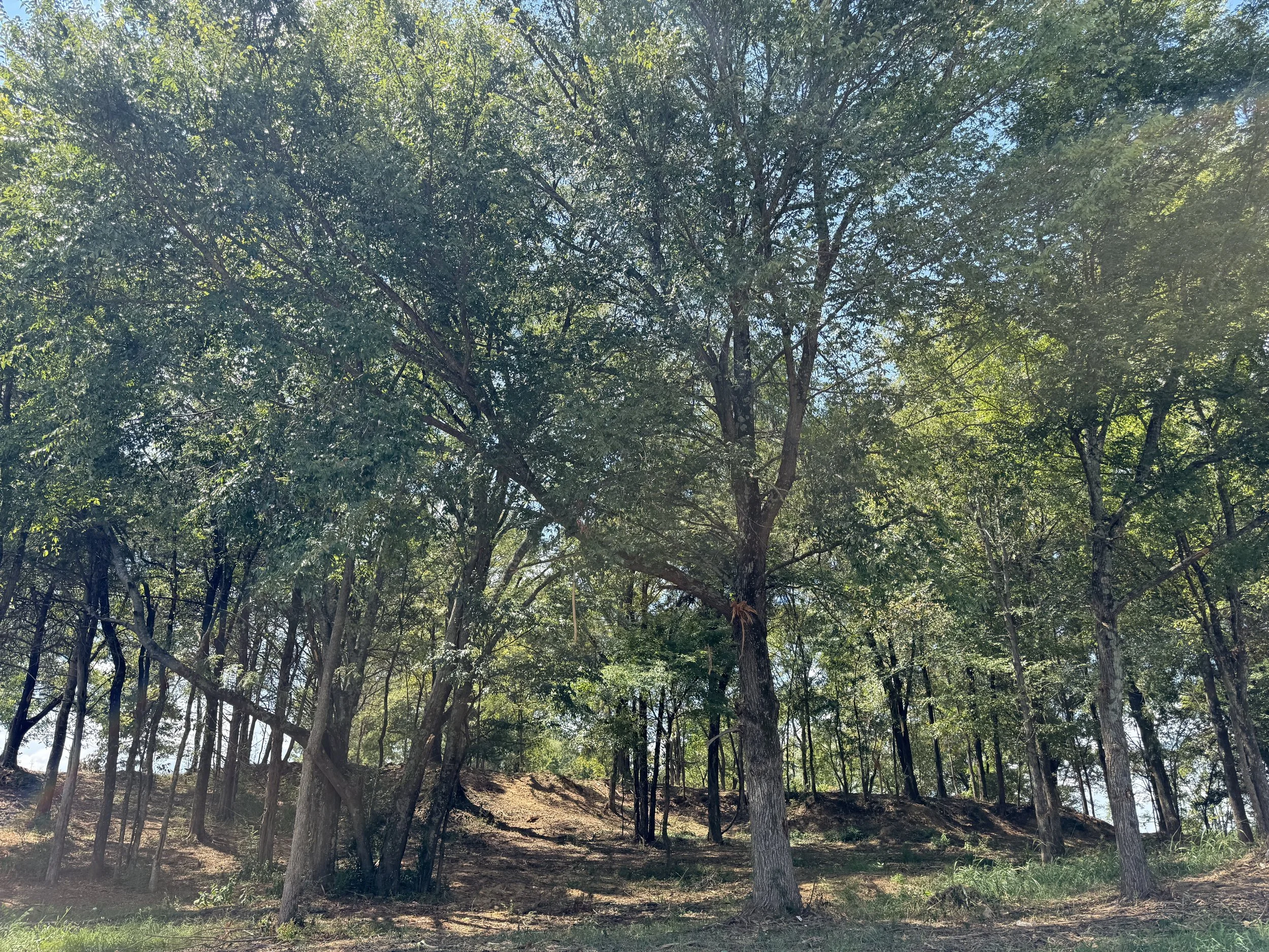 longleaf-view-1.JPG