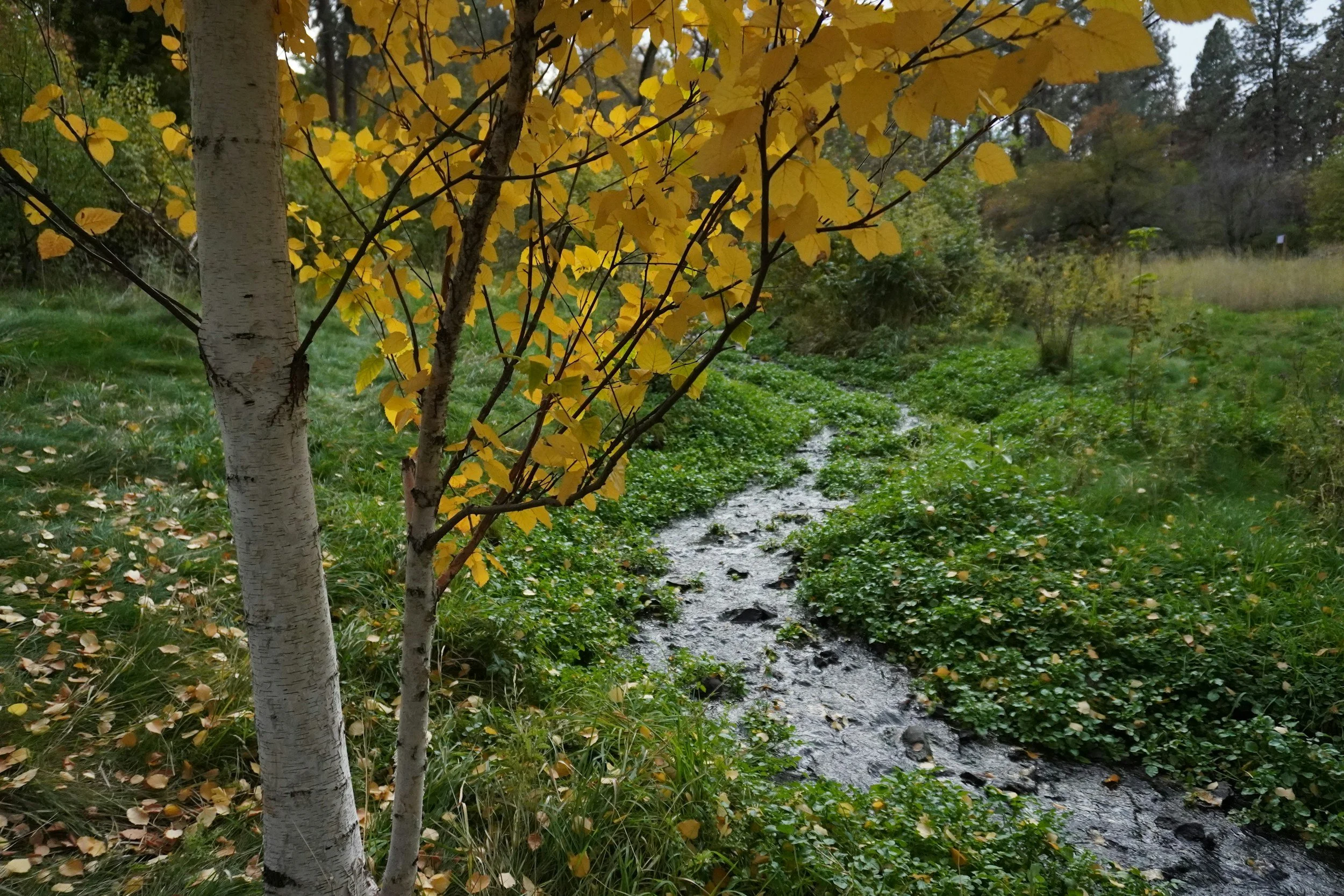 A small stream runs through a lush, green area with fallen yellow leaves on the ground and yellow leaves on the trees, suggesting an autumn setting.
