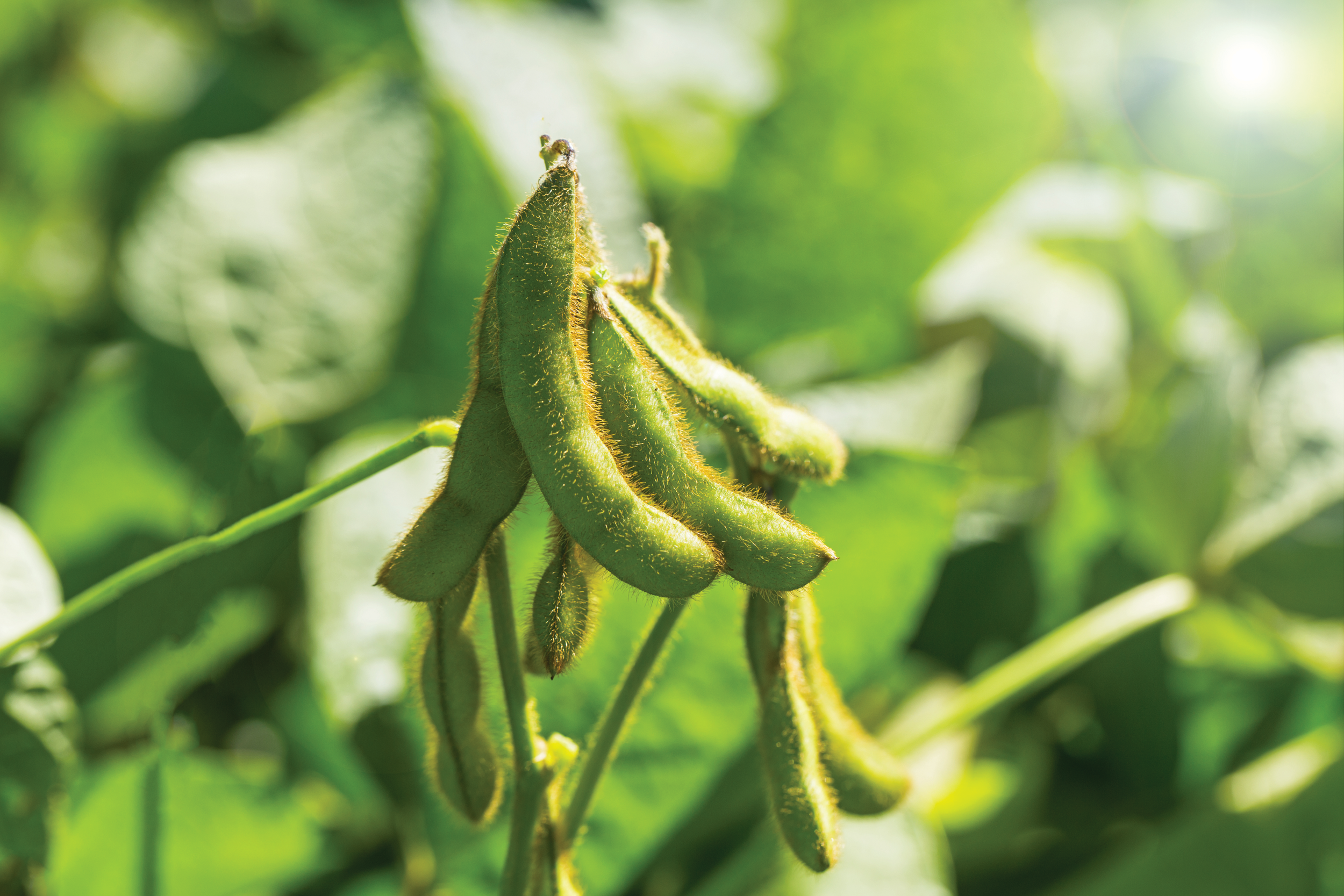 Genetics Driving Interest in Soybeans