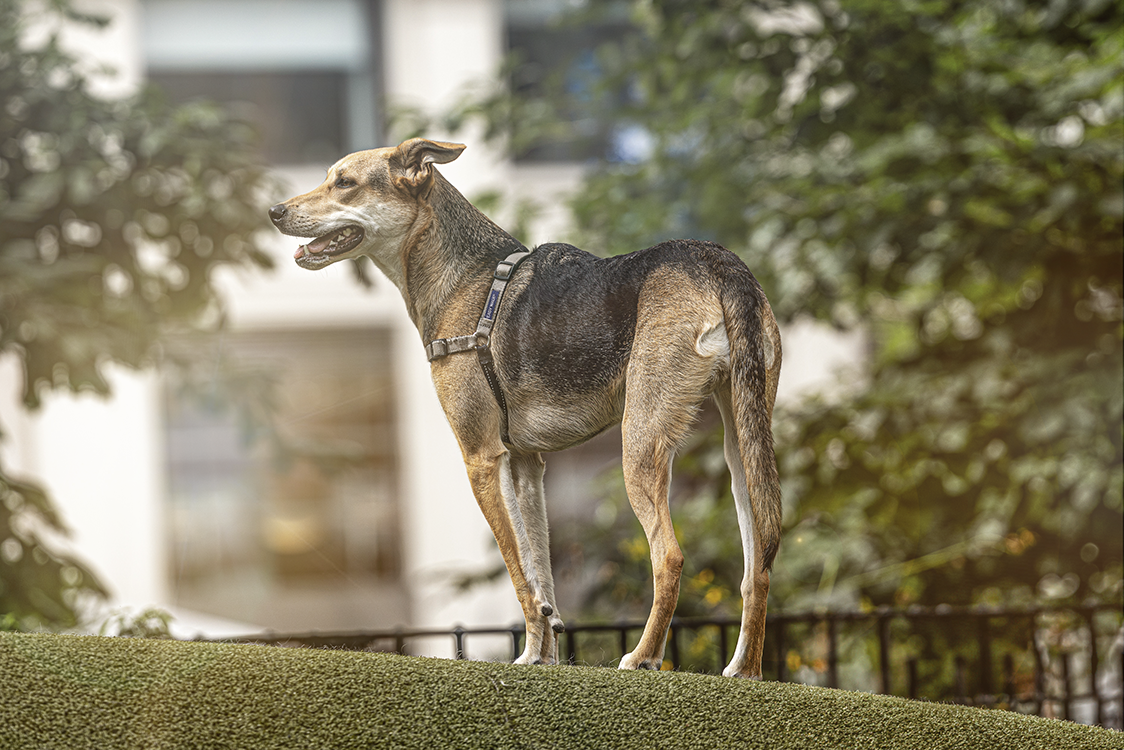 Madison Sq Dog-0072-Edit.png