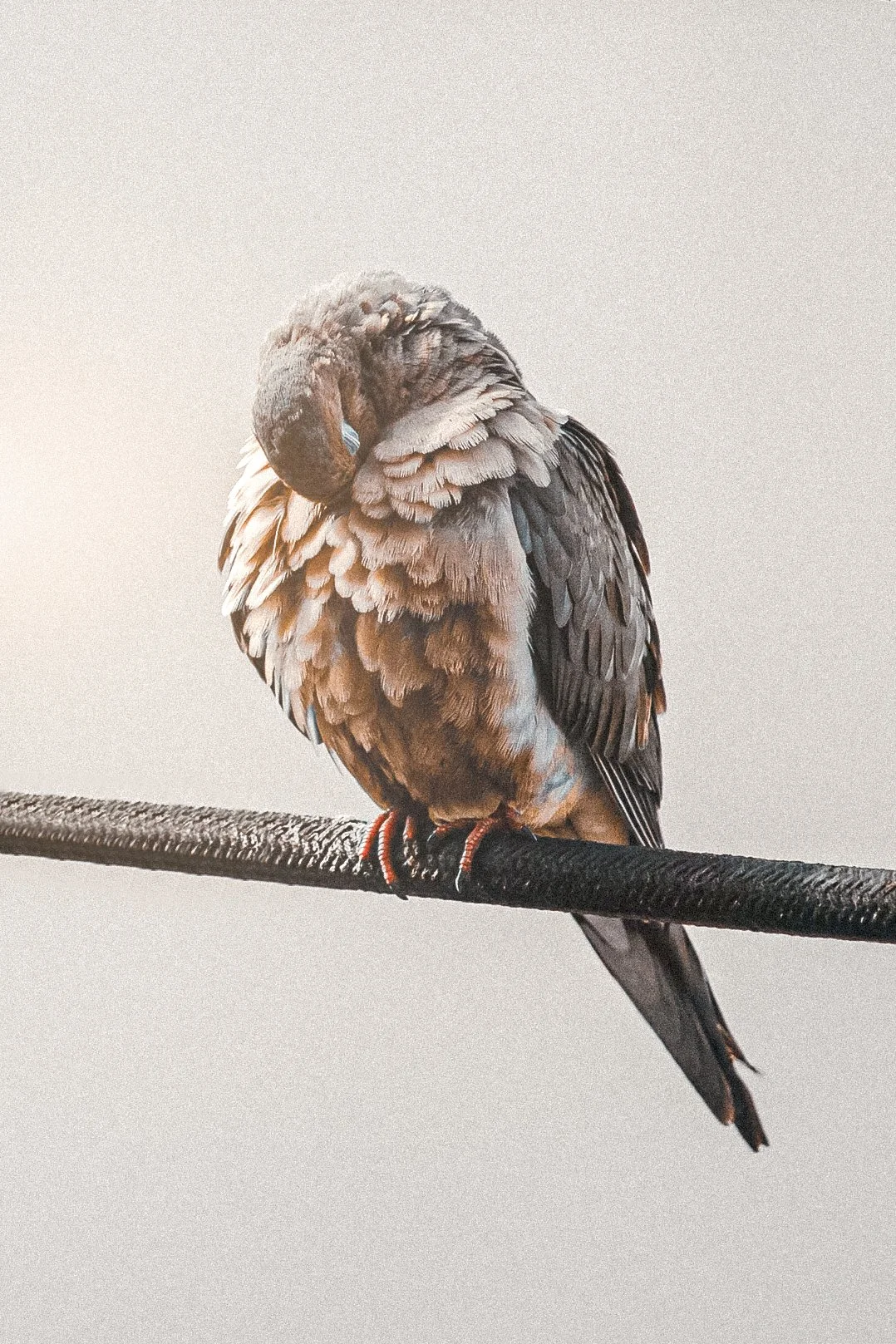 Bowing Dove-162-Edit-1.jpg
