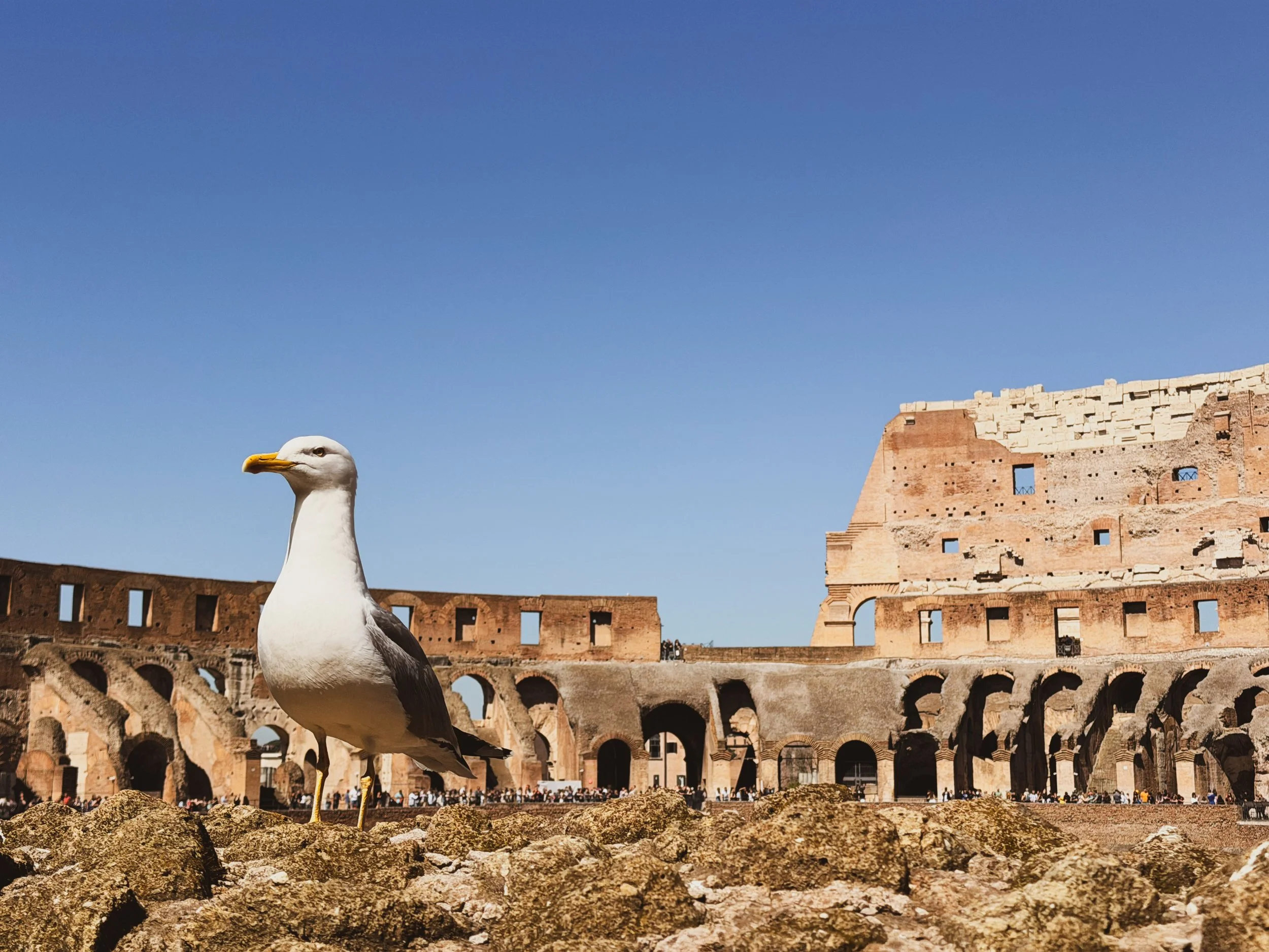 A seagull standing on rocky ground in front of the Roman Colosseum with a clear blue sky above.