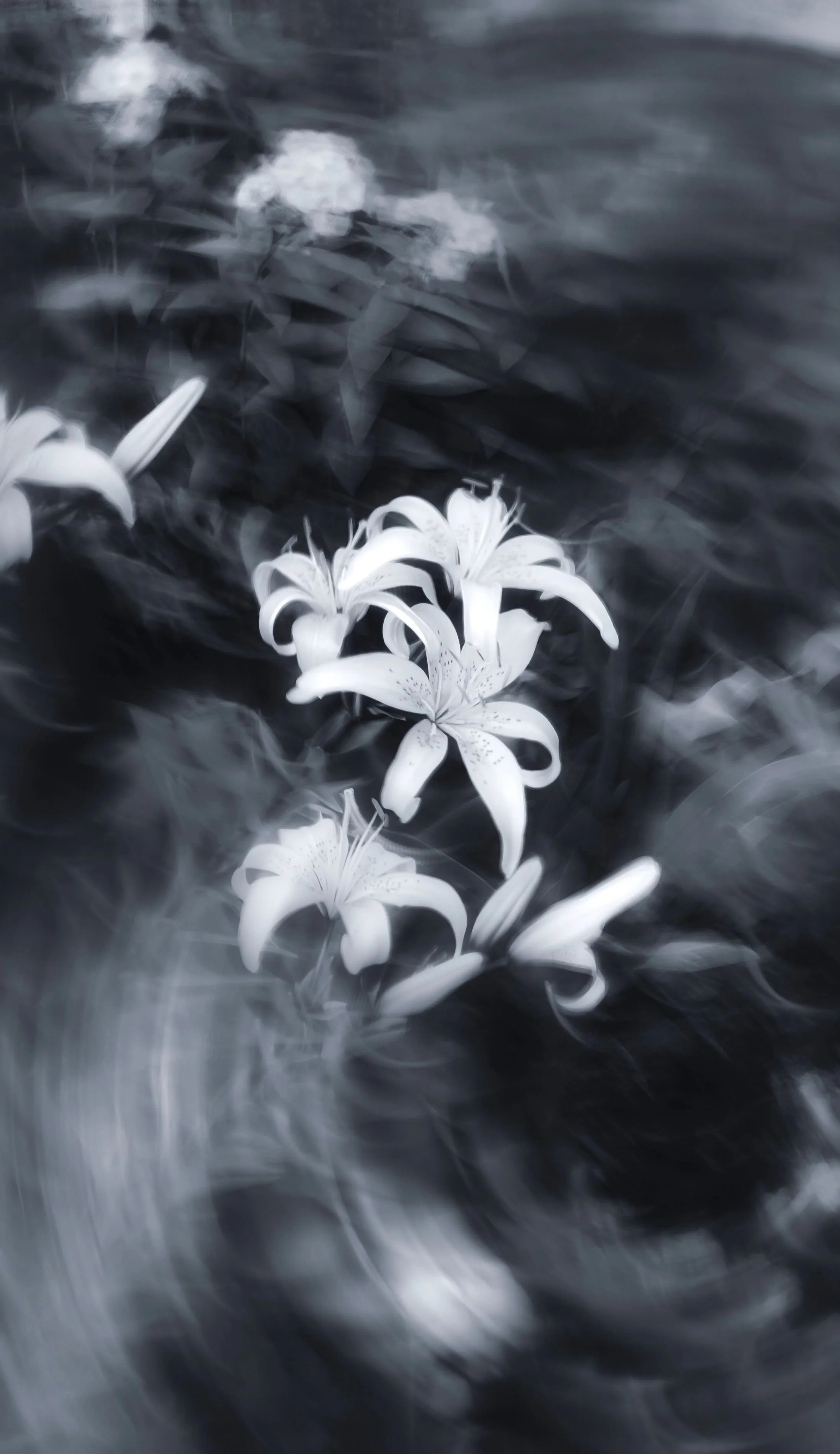 Blurred black and white photo of white lilies.