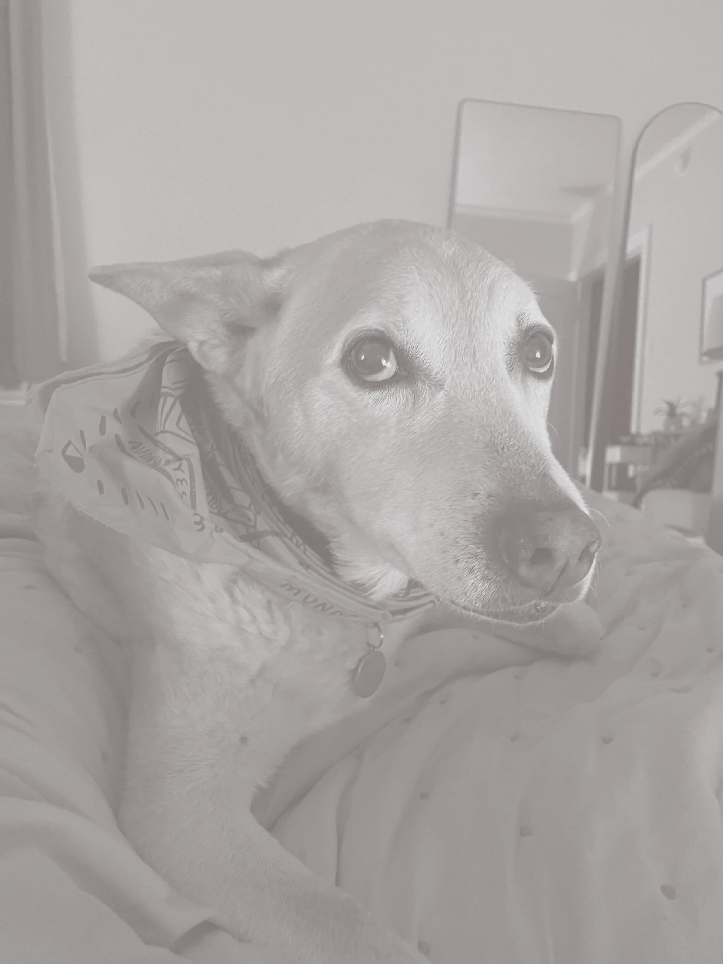 Close-up of a dog's face, possibly a Labrador Retriever, wearing a bandana, with a background that includes a cabinet and some framed pictures on the wall.