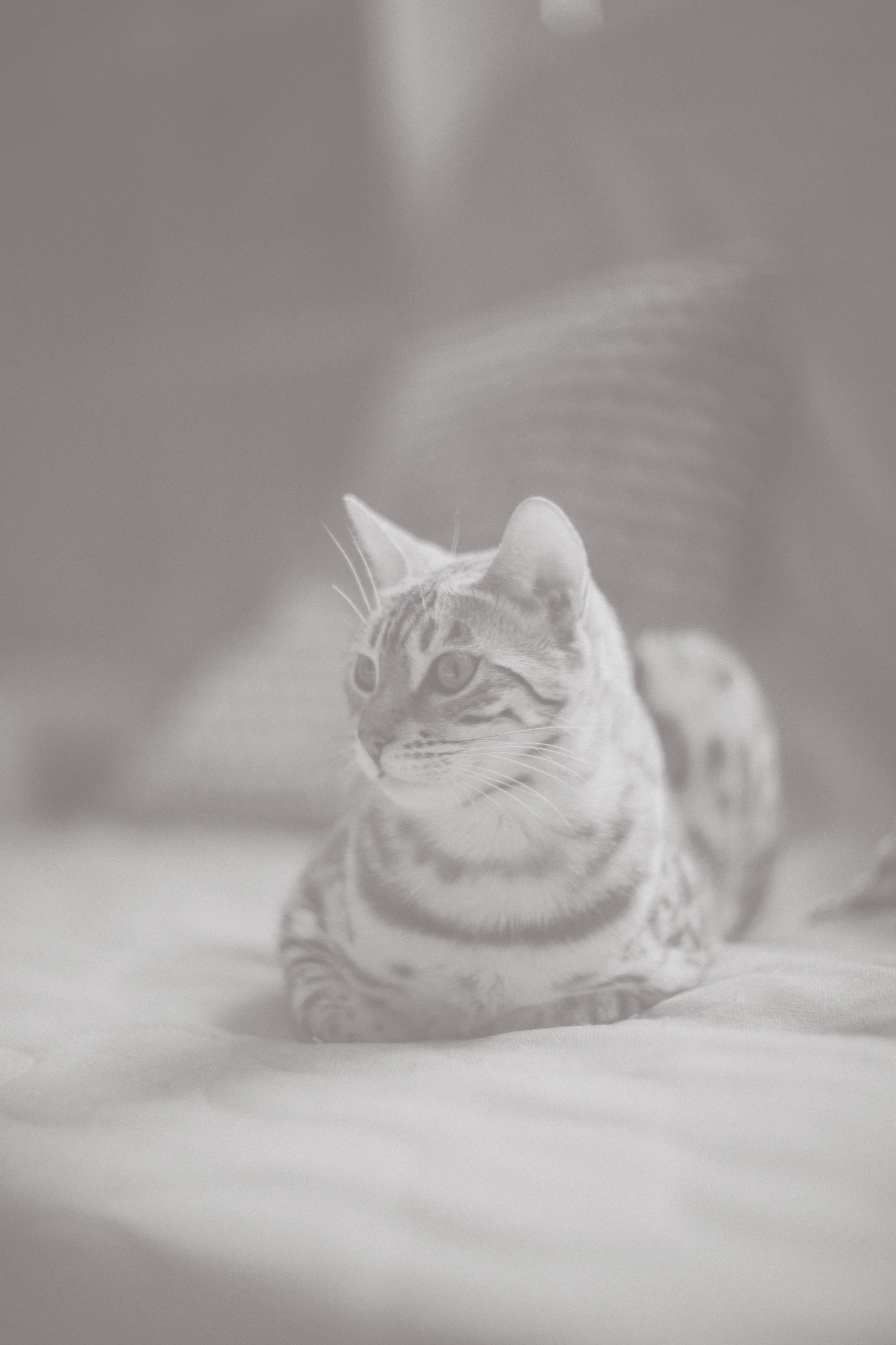 A black-and-white photo of a young cat lying down with its head slightly raised, looking to the side. The cat has distinctive markings and appears calm.