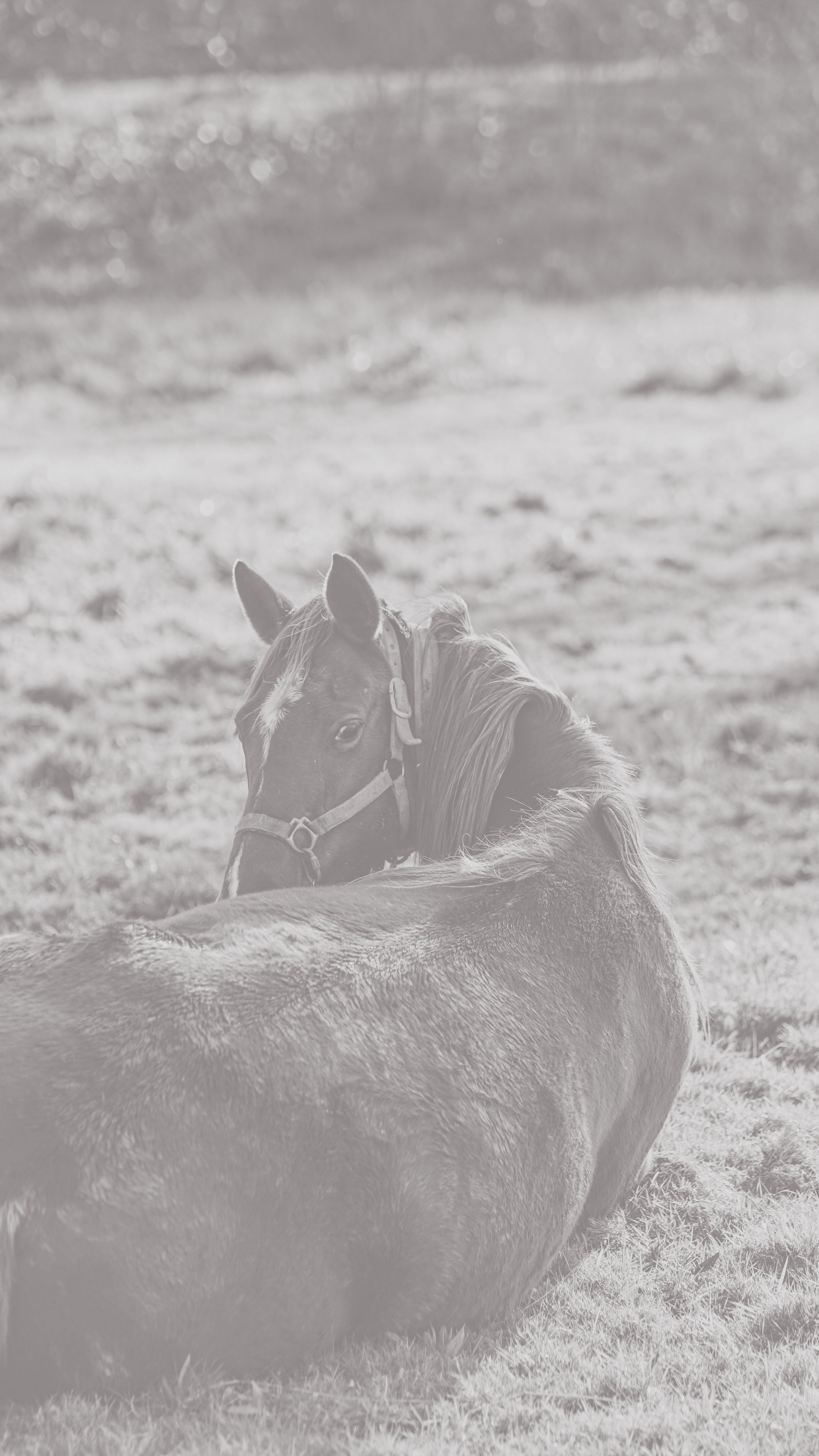 Two horses lying in a field, with one horse resting its head on the other's back, in a rural outdoor setting.