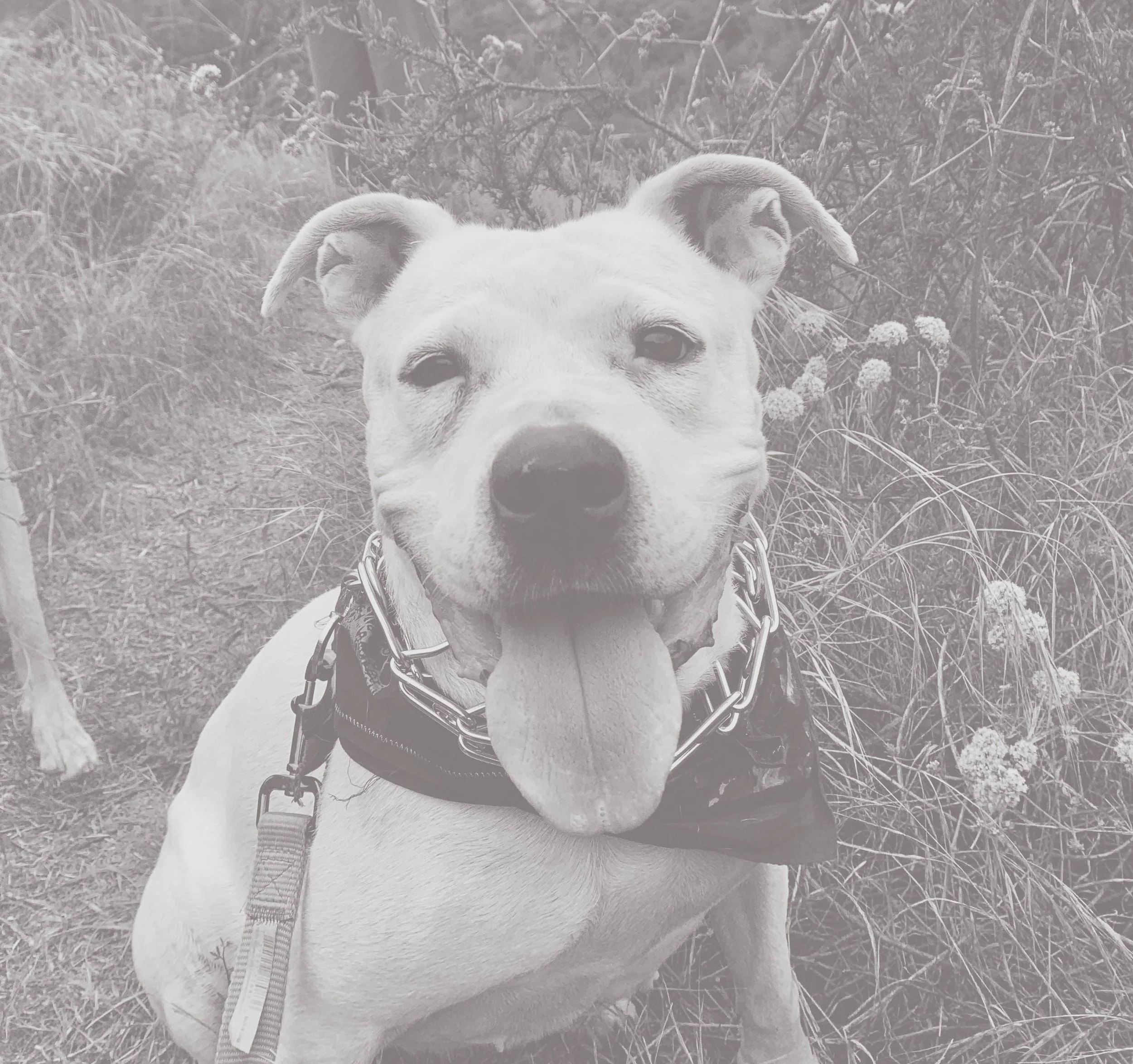 A close-up black and white photo of a dog with a harness lying partially on ground covered with grass and small plants, with bushes in the background.