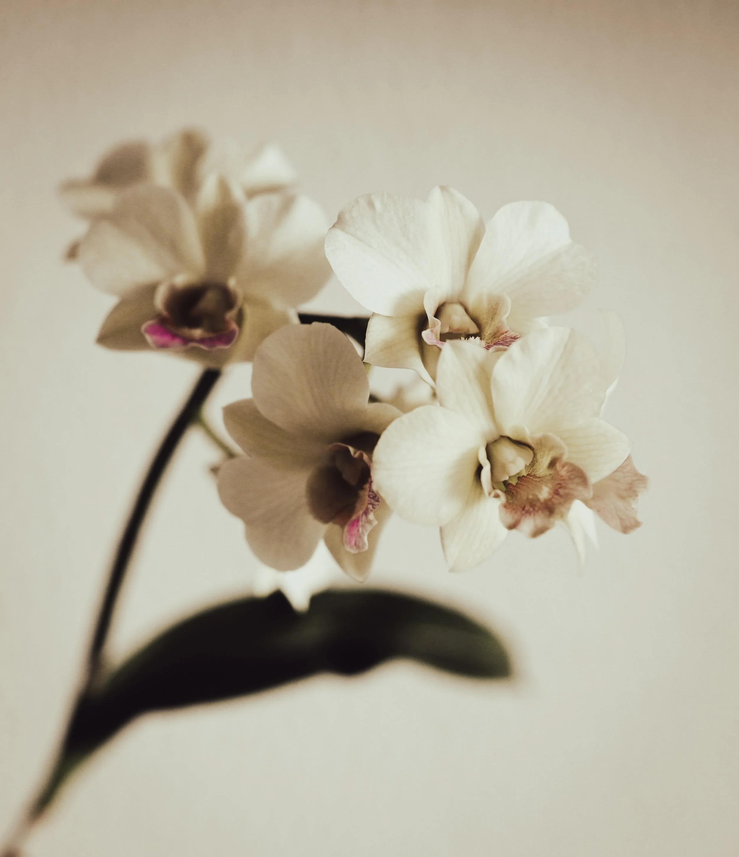 Close-up of white orchid flowers with pink accents on a blurred background.