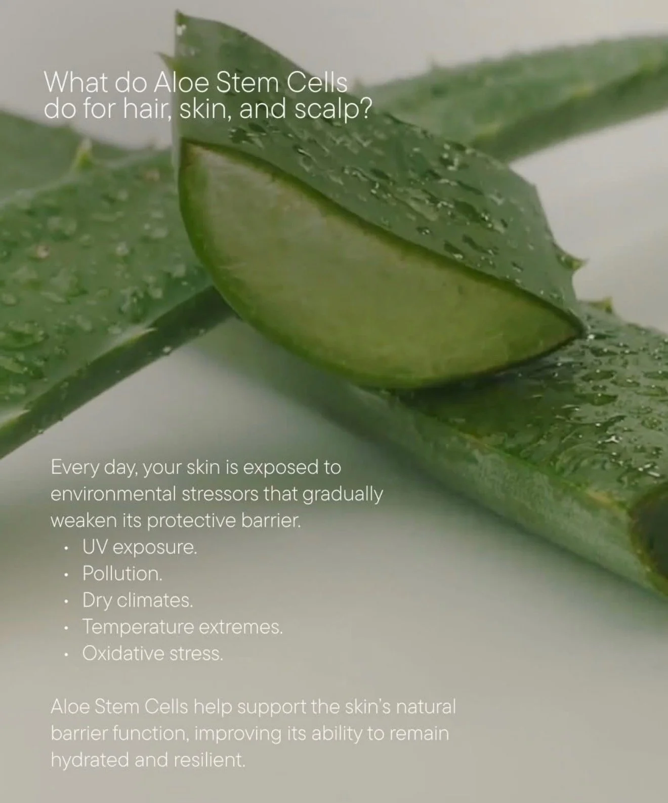 Close-up of an aloe vera leaf with water droplets, displaying text about the benefits of aloe stem cells for hair, skin, and scalp, including protection against environmental stressors, UV exposure, pollution, dry climates, temperature extremes, and oxidative stress.