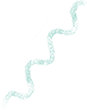 doodles_squiggle.png