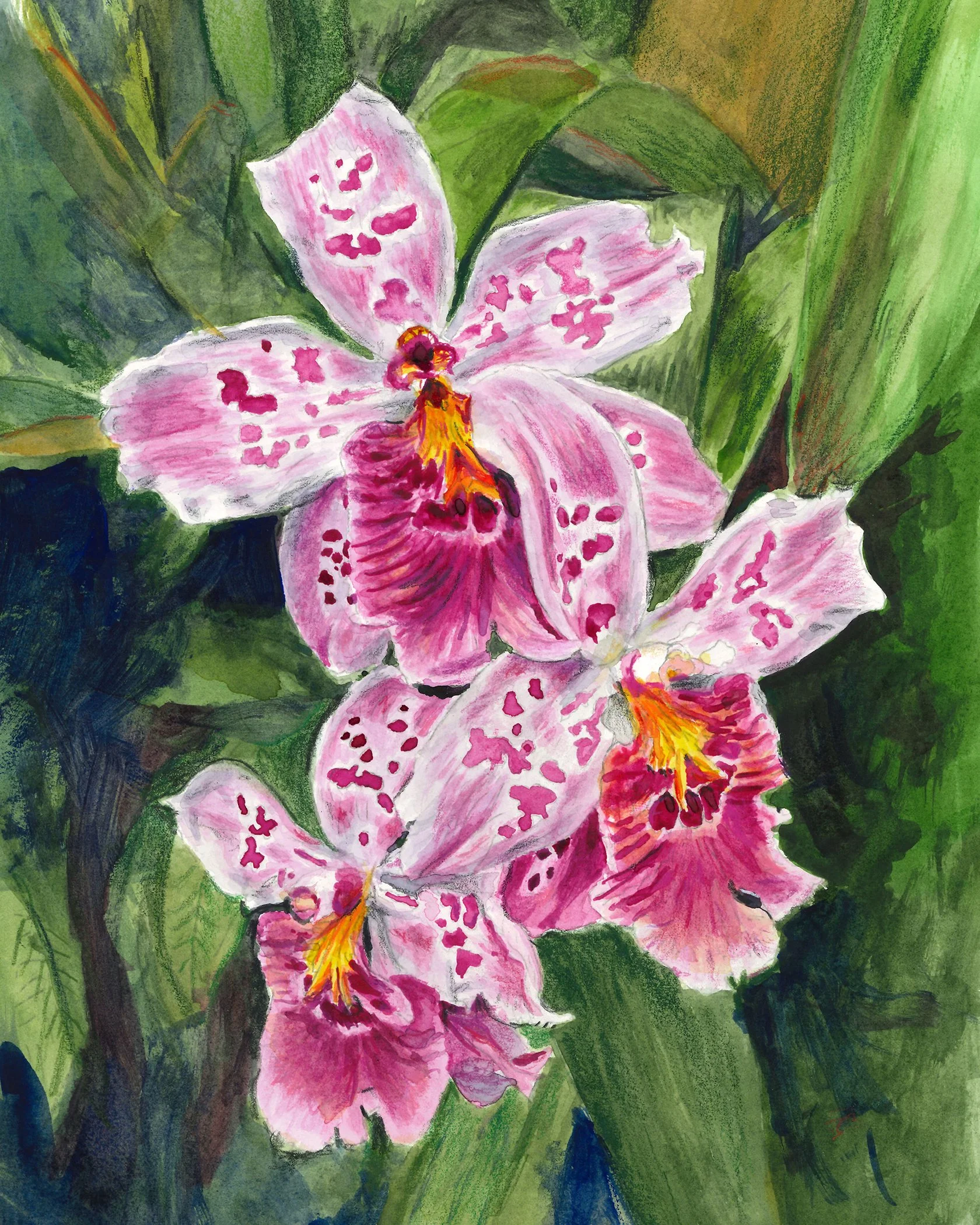 Orchids