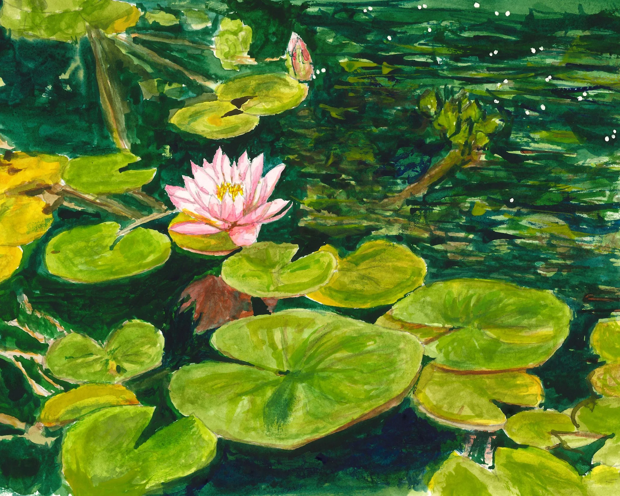 Water Lilies