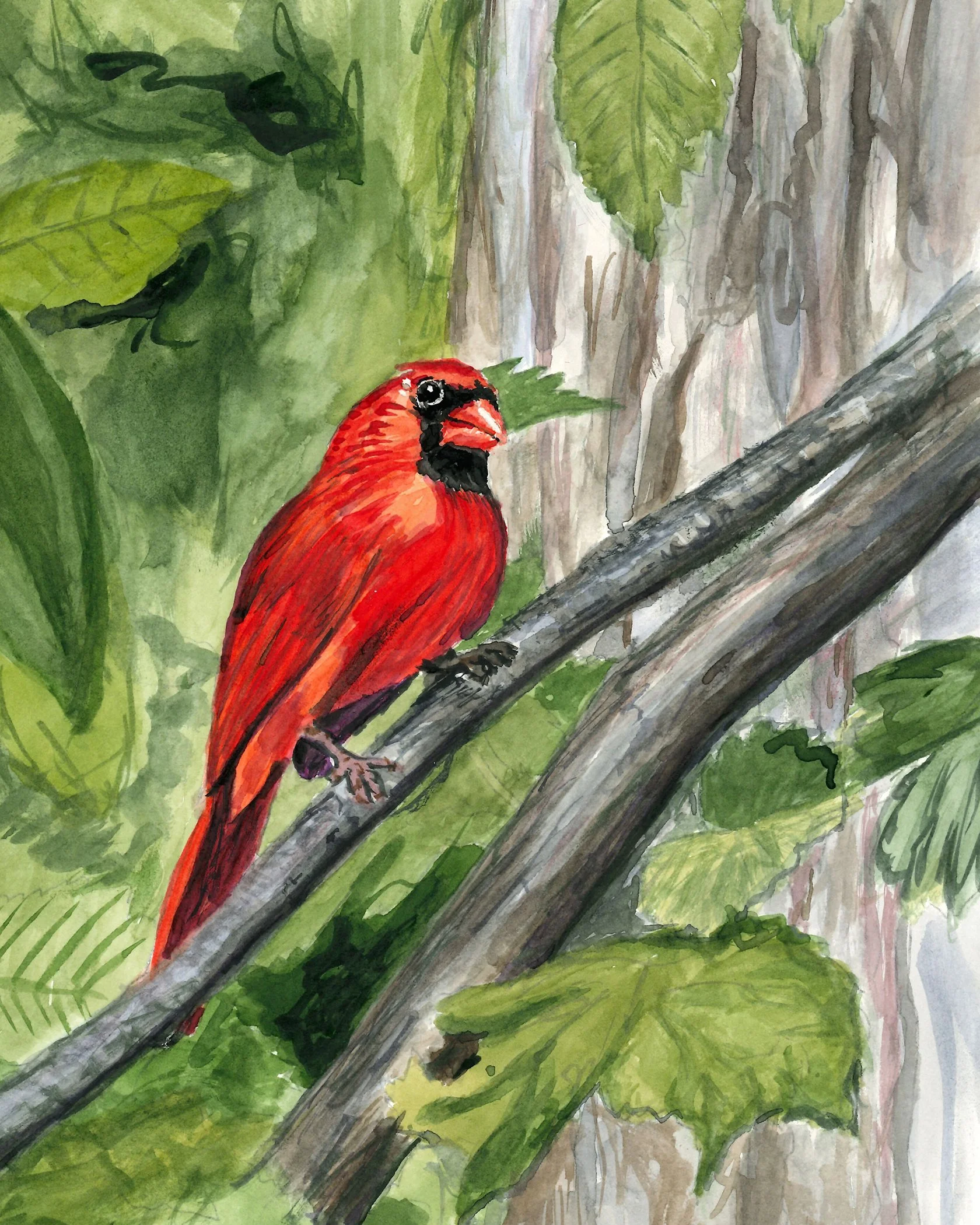 Northern Cardinal - 2