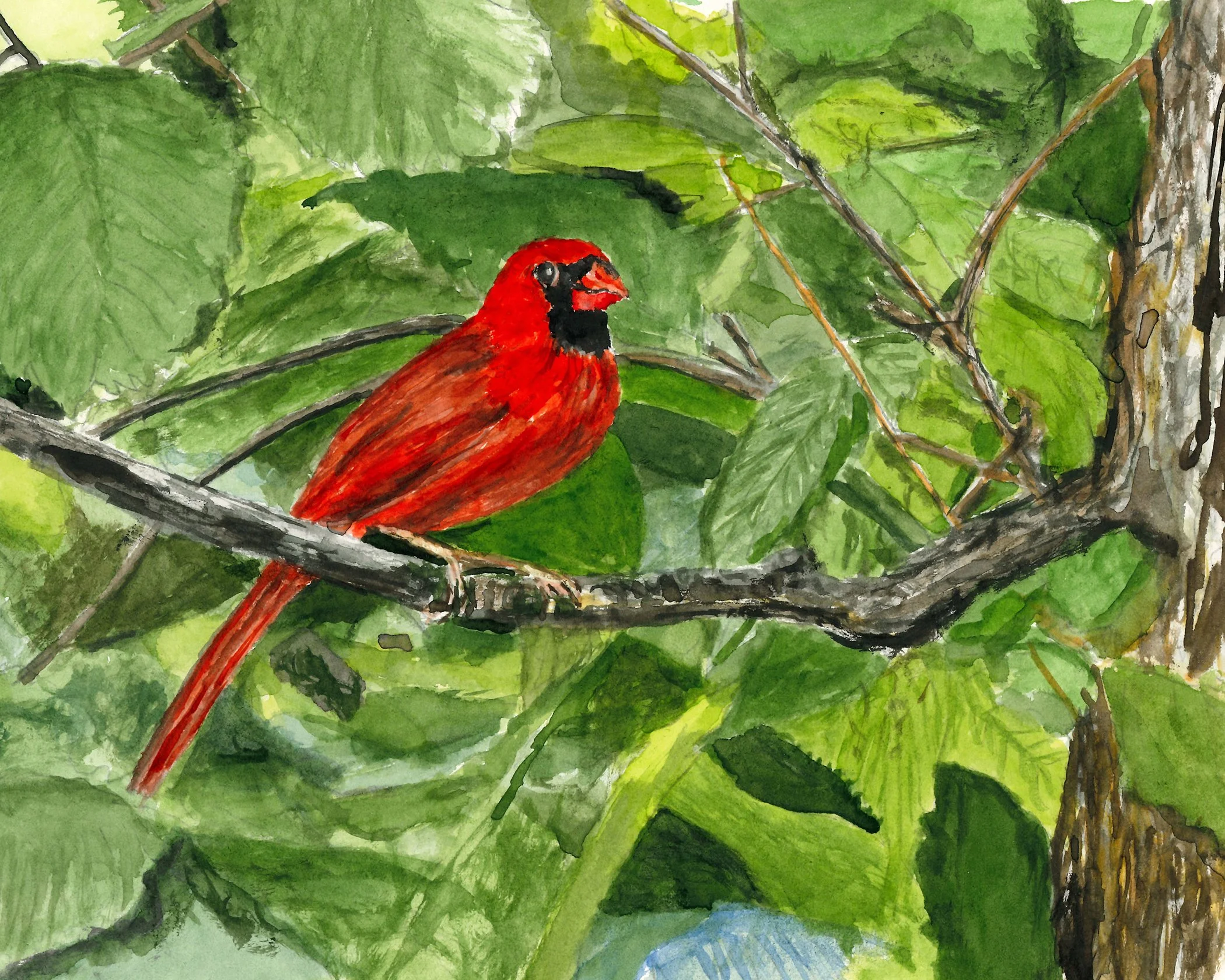 Northern Cardinal