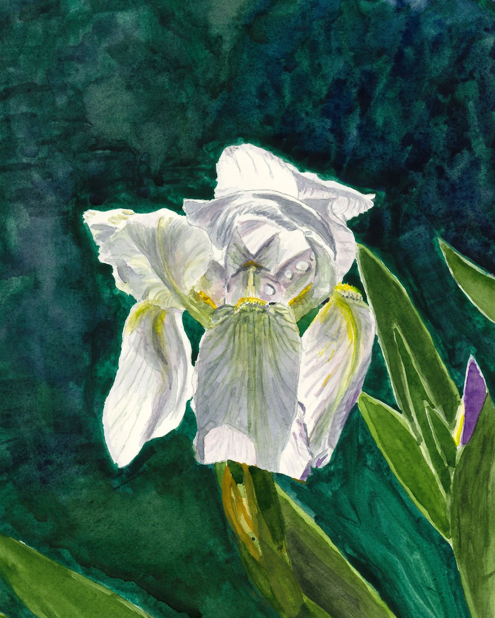 White Iris