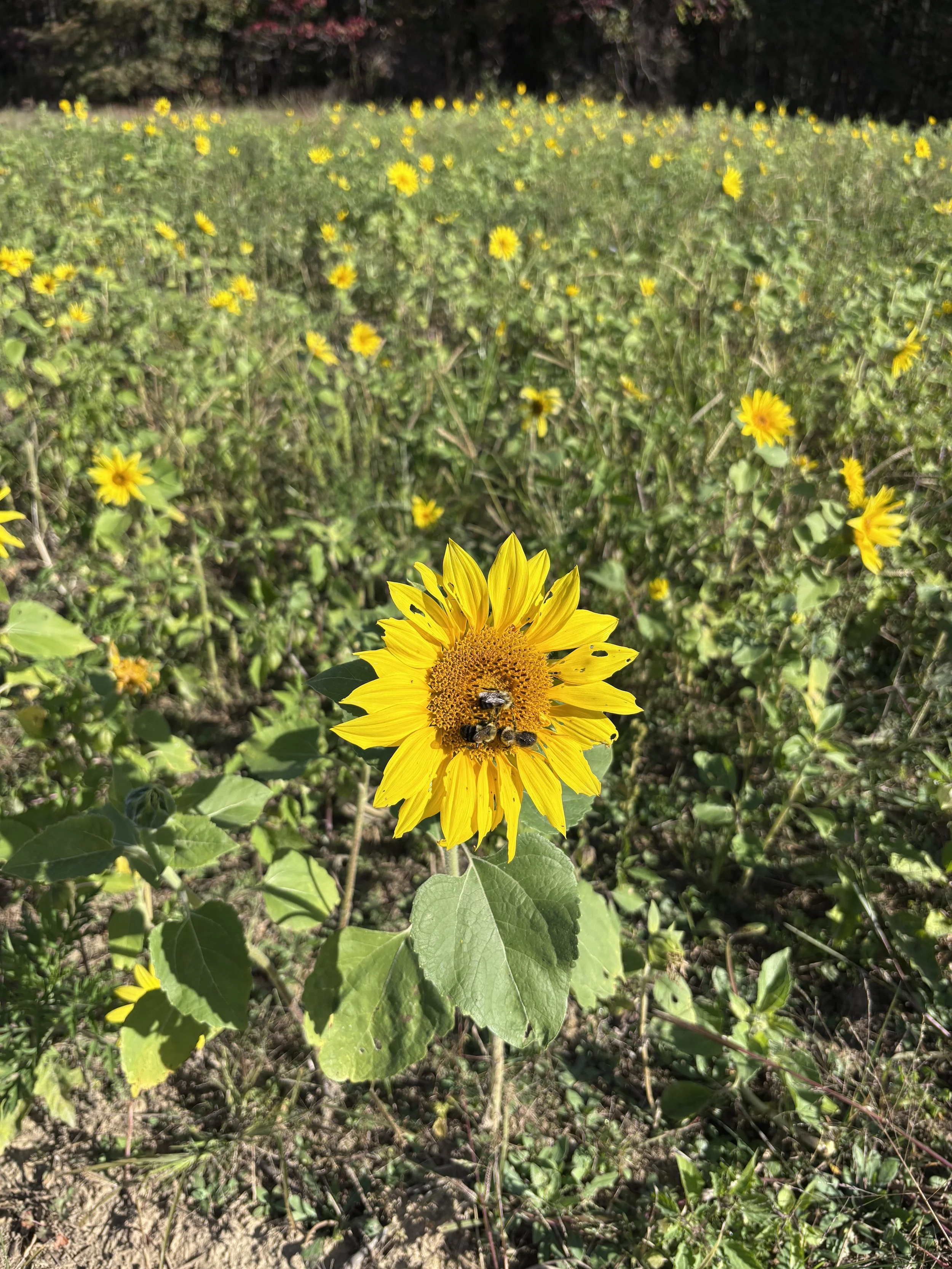 Bright yellow sunflower with bees on its center, surrounded by a field of smaller yellow flowers and green foliage.