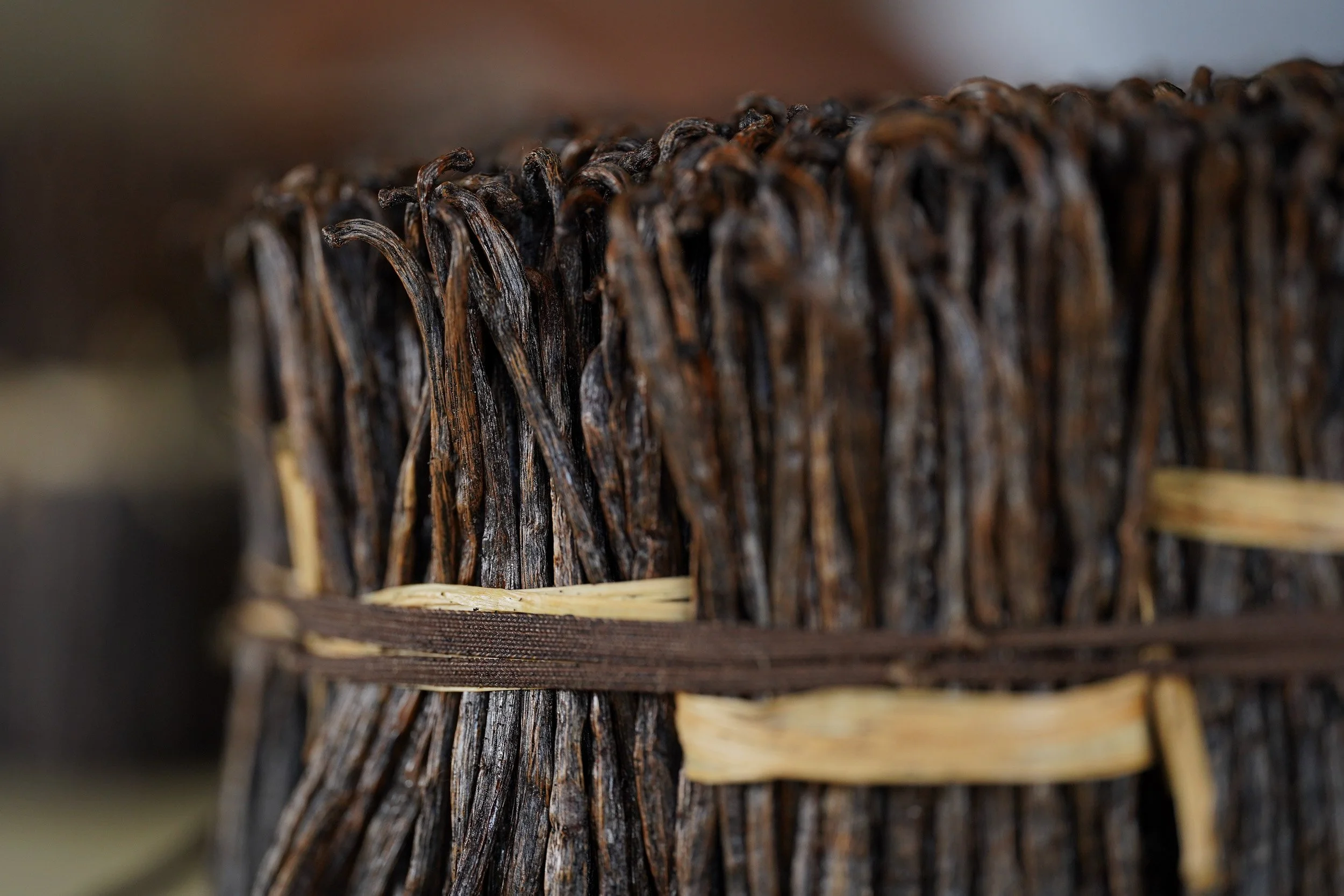 Bundles of cured vanilla beans tied with raffia after grading