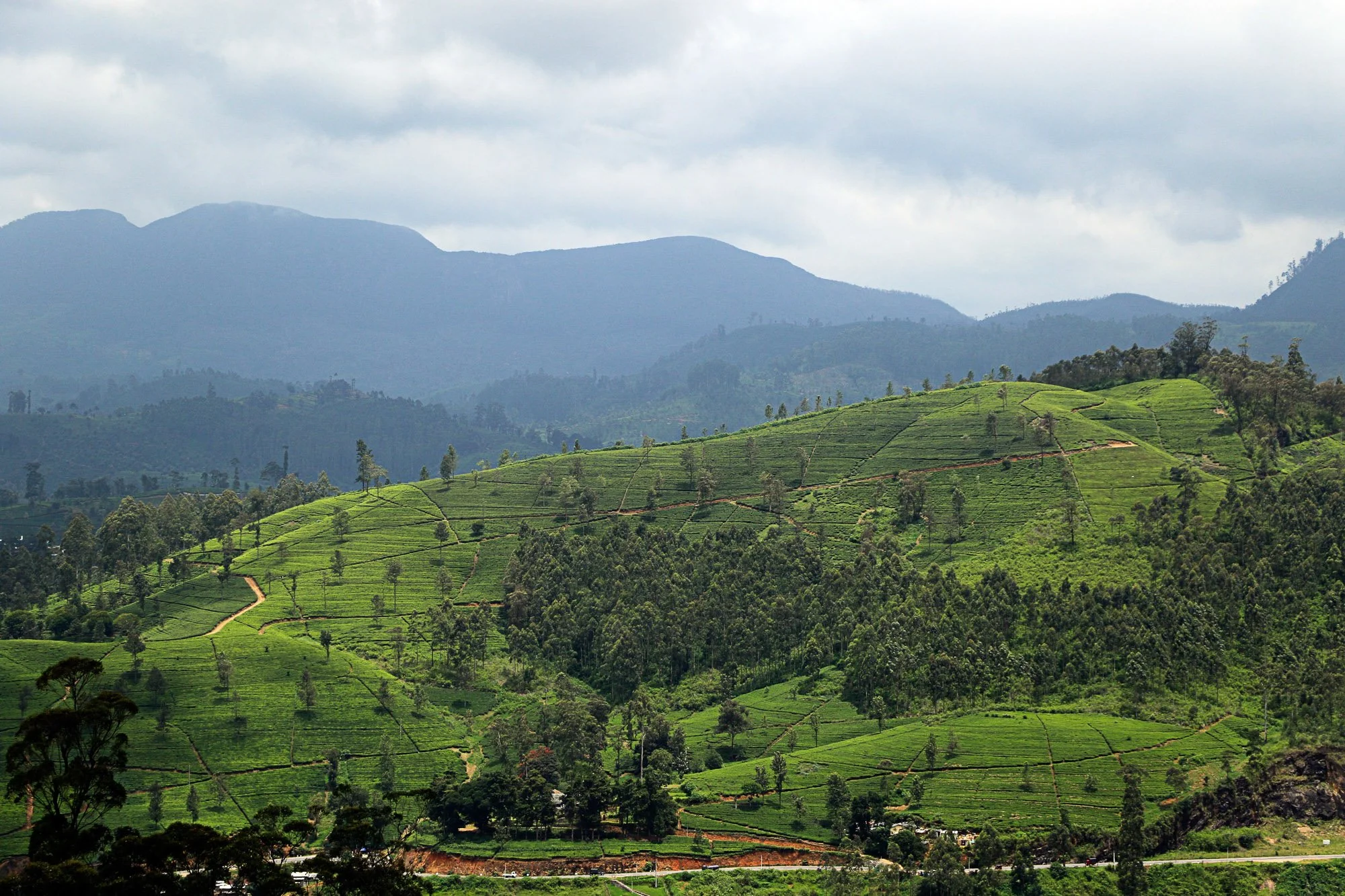 Tea estate covering terraced hillsides below a mountain range