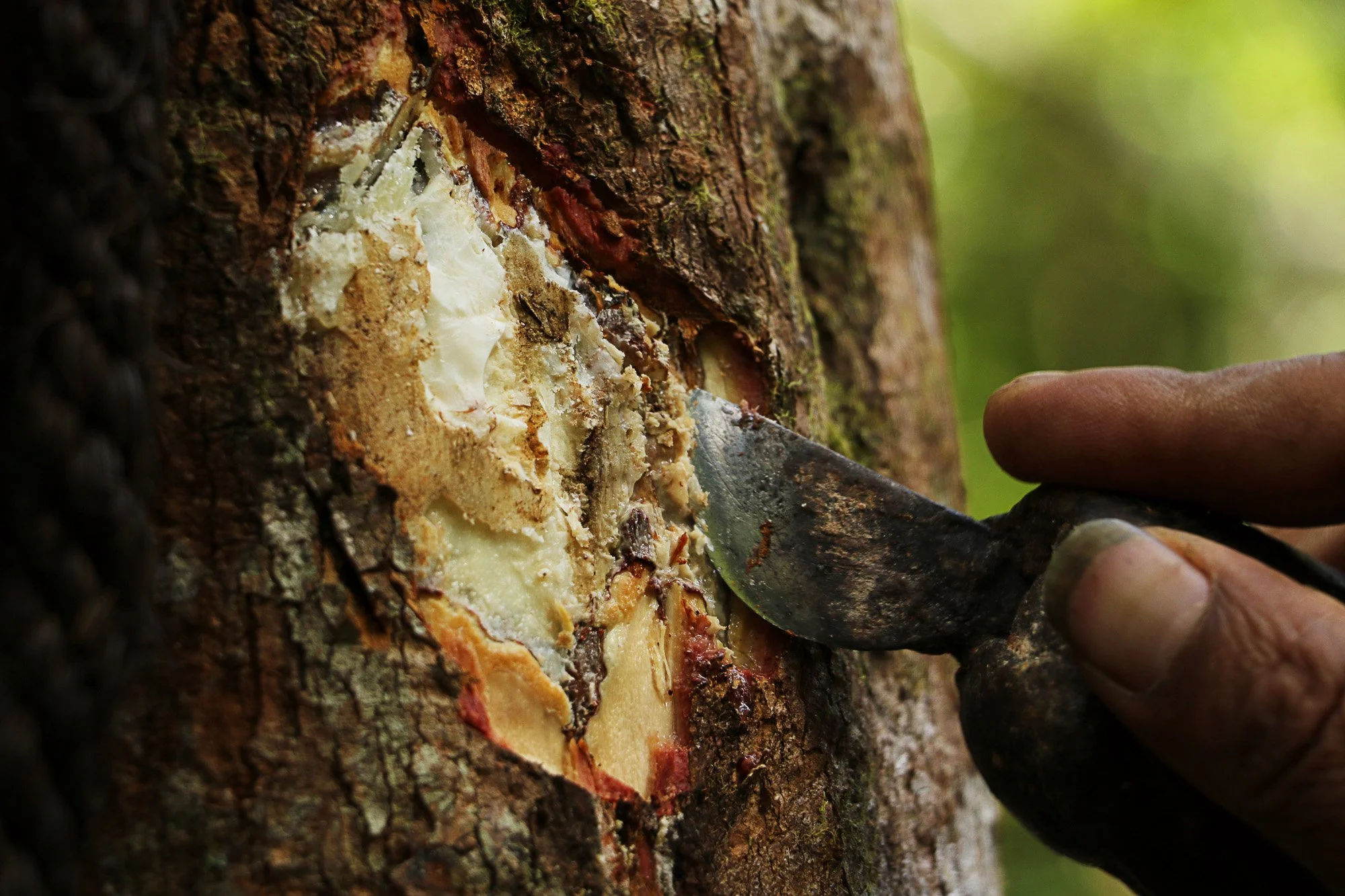 Harvester tapping benzoin resin from a styrax tree trunk with a hand blade