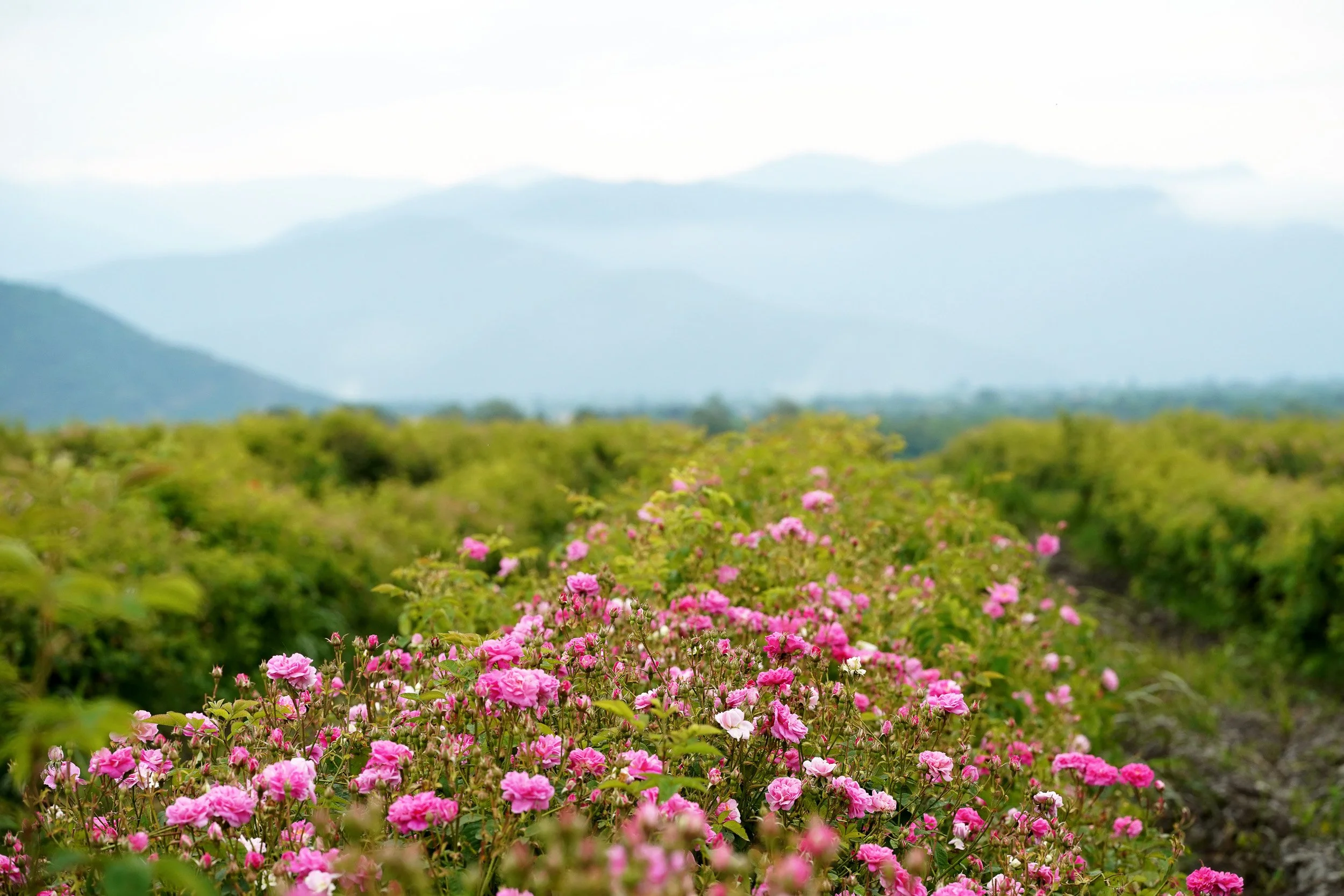 Rosa damascena in bloom across a hillside field with mountains behind
