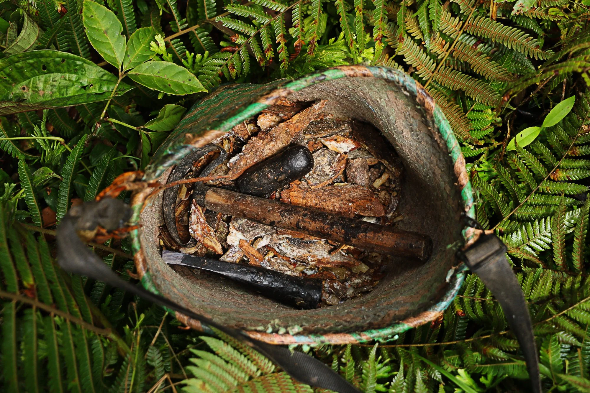 Harvester's basket holding bark pieces and hand tools, resting on forest ferns