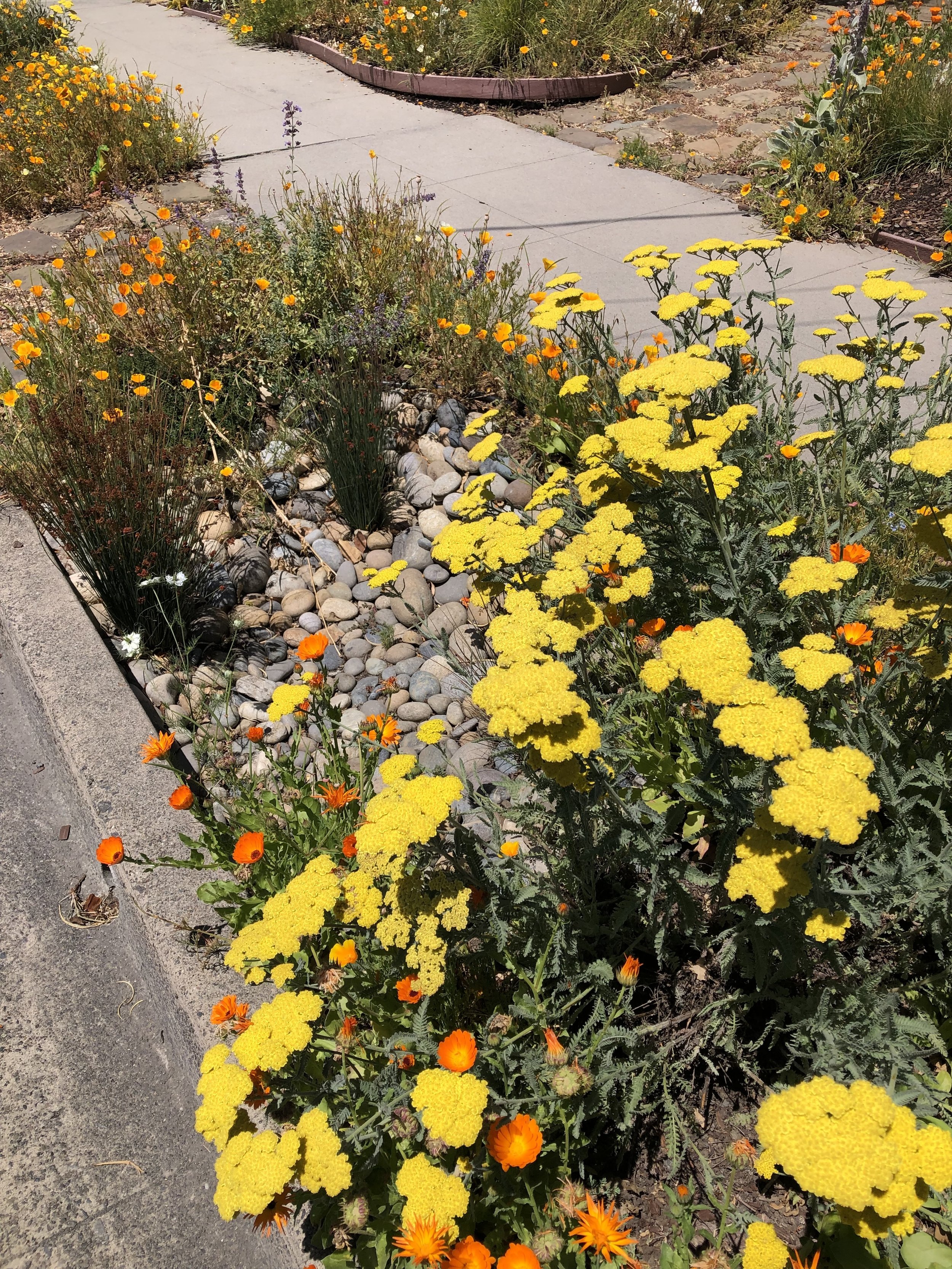 curb cut w flowers.jpeg