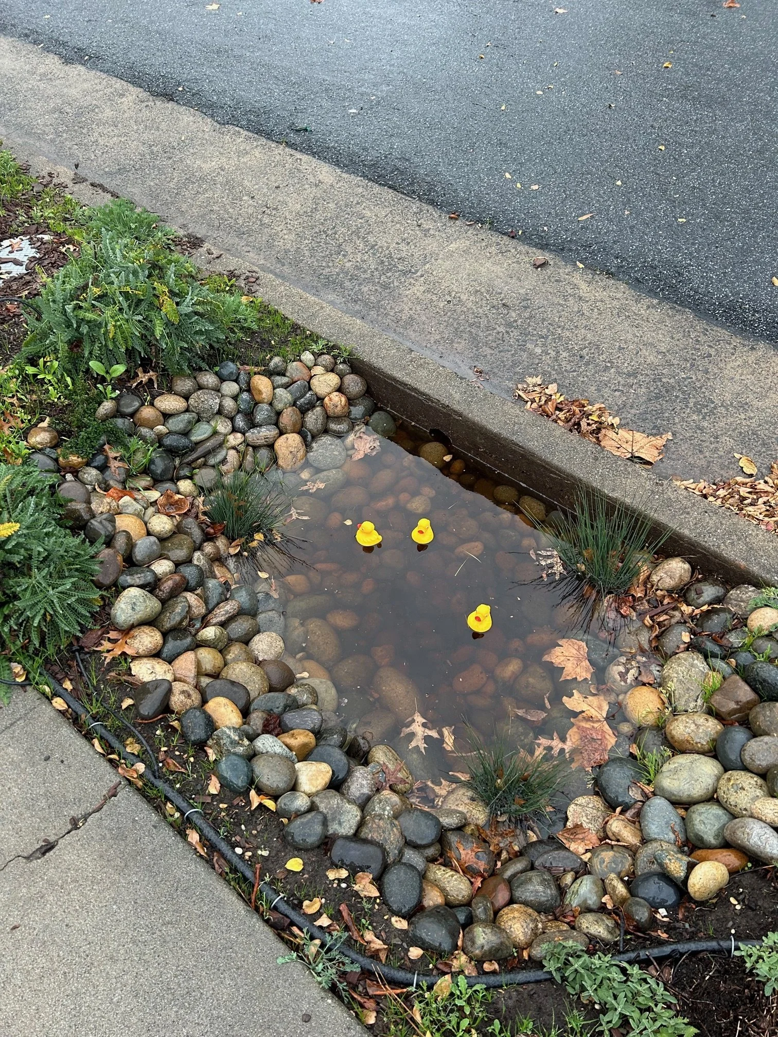 Curb-Core Rain Garden Demo