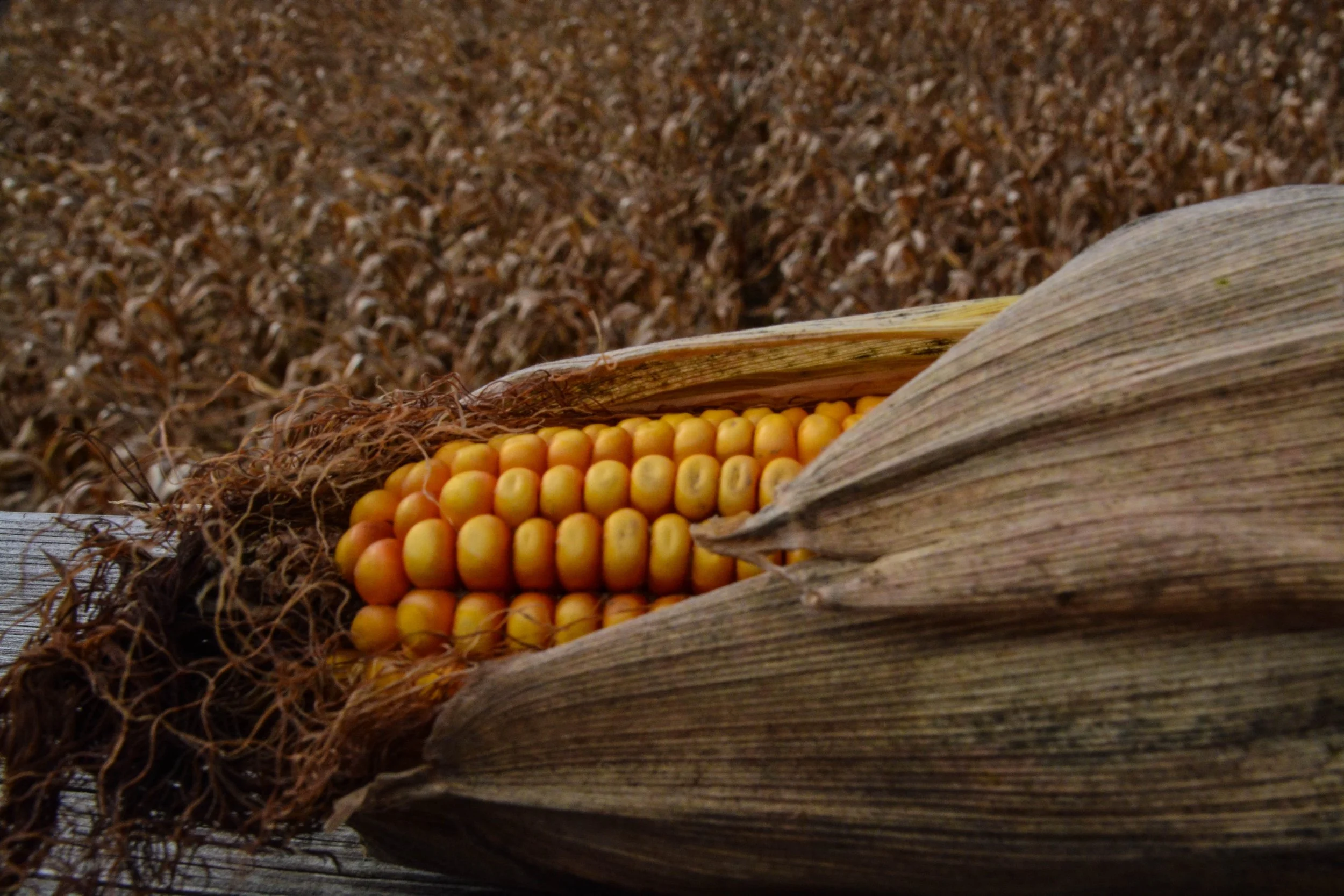 Close-up of yellow corn kernels on an ear with dried husk, set against a background of dried corn stalks.