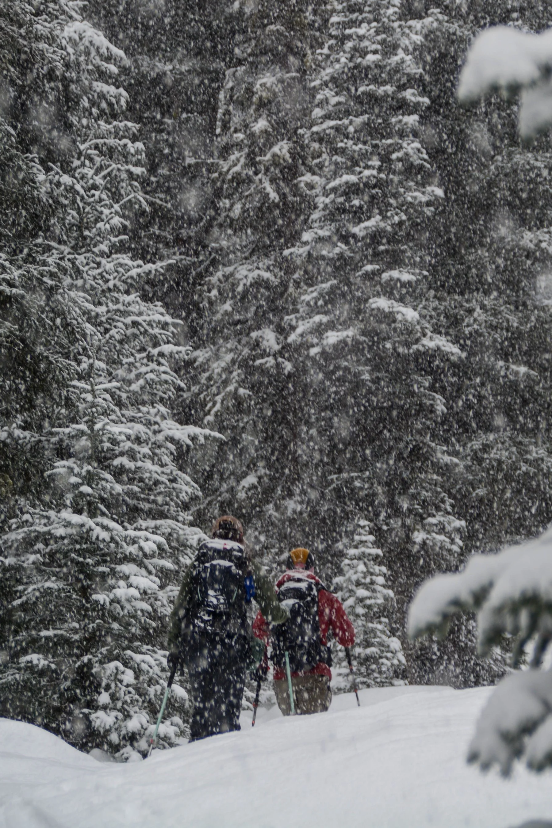 People hiking through a snowy forest with snow-covered trees and falling snow.