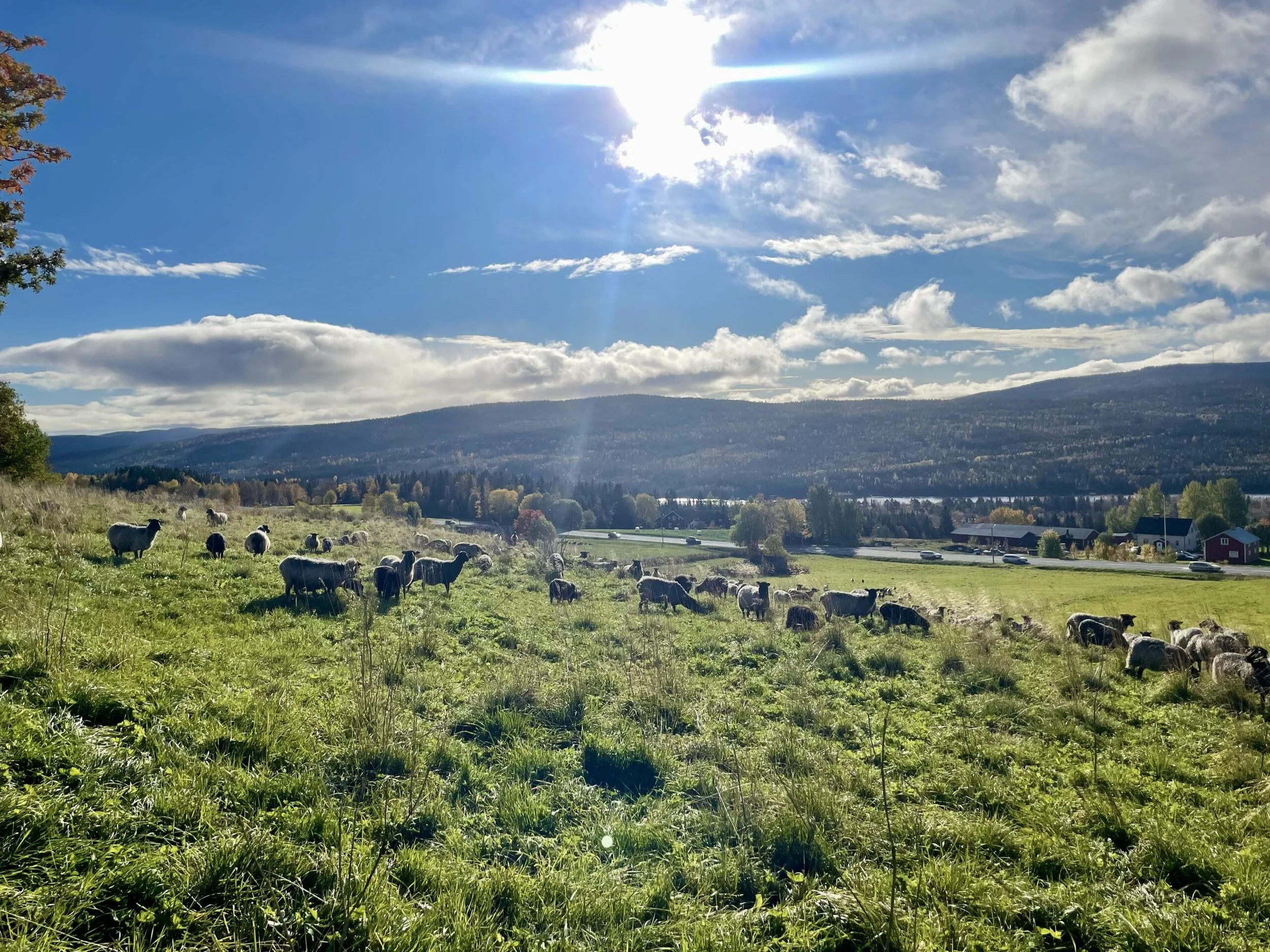 A Regenerative Approach to Life