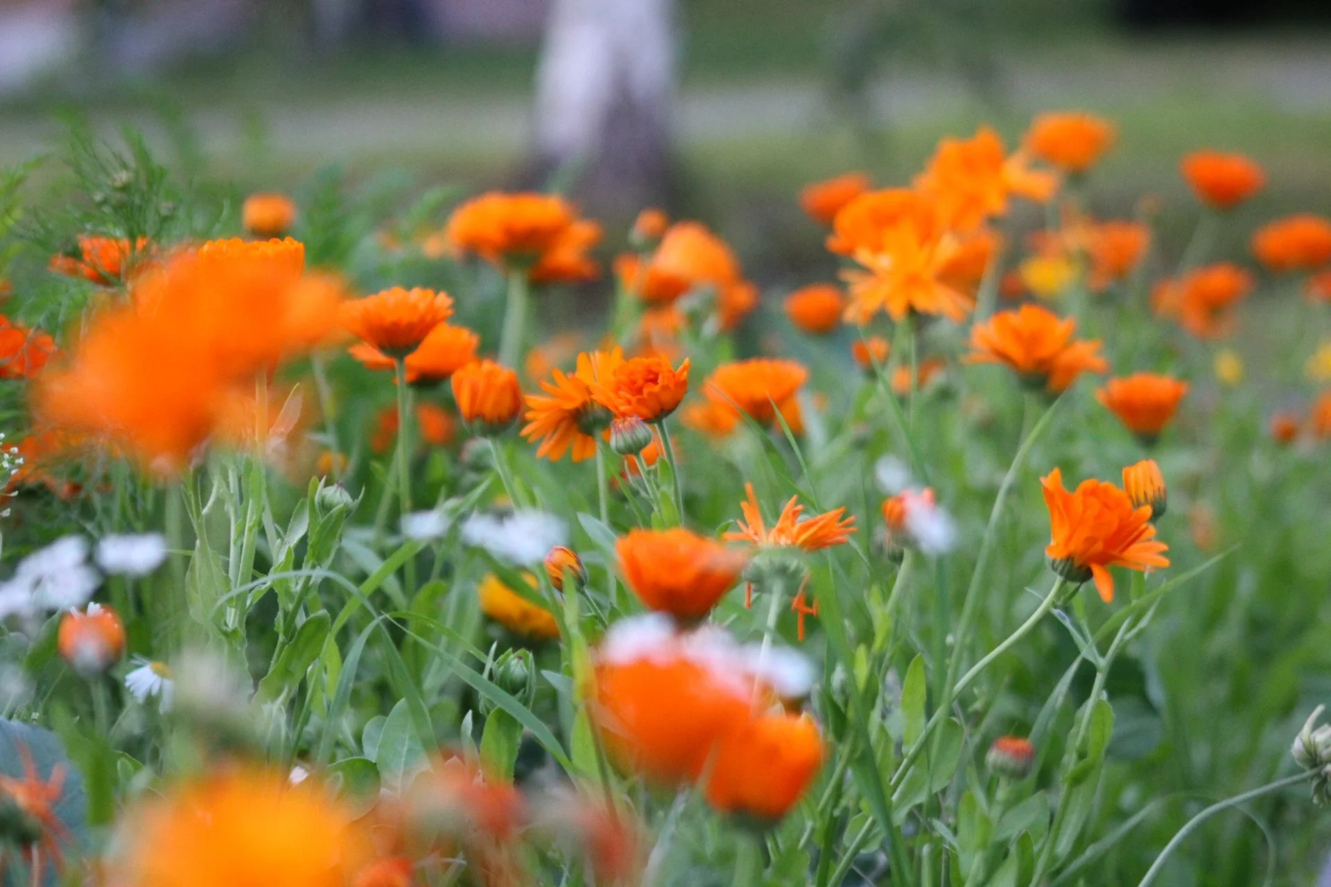 Close-up of orange flowers in a garden with green foliage, blurred background.