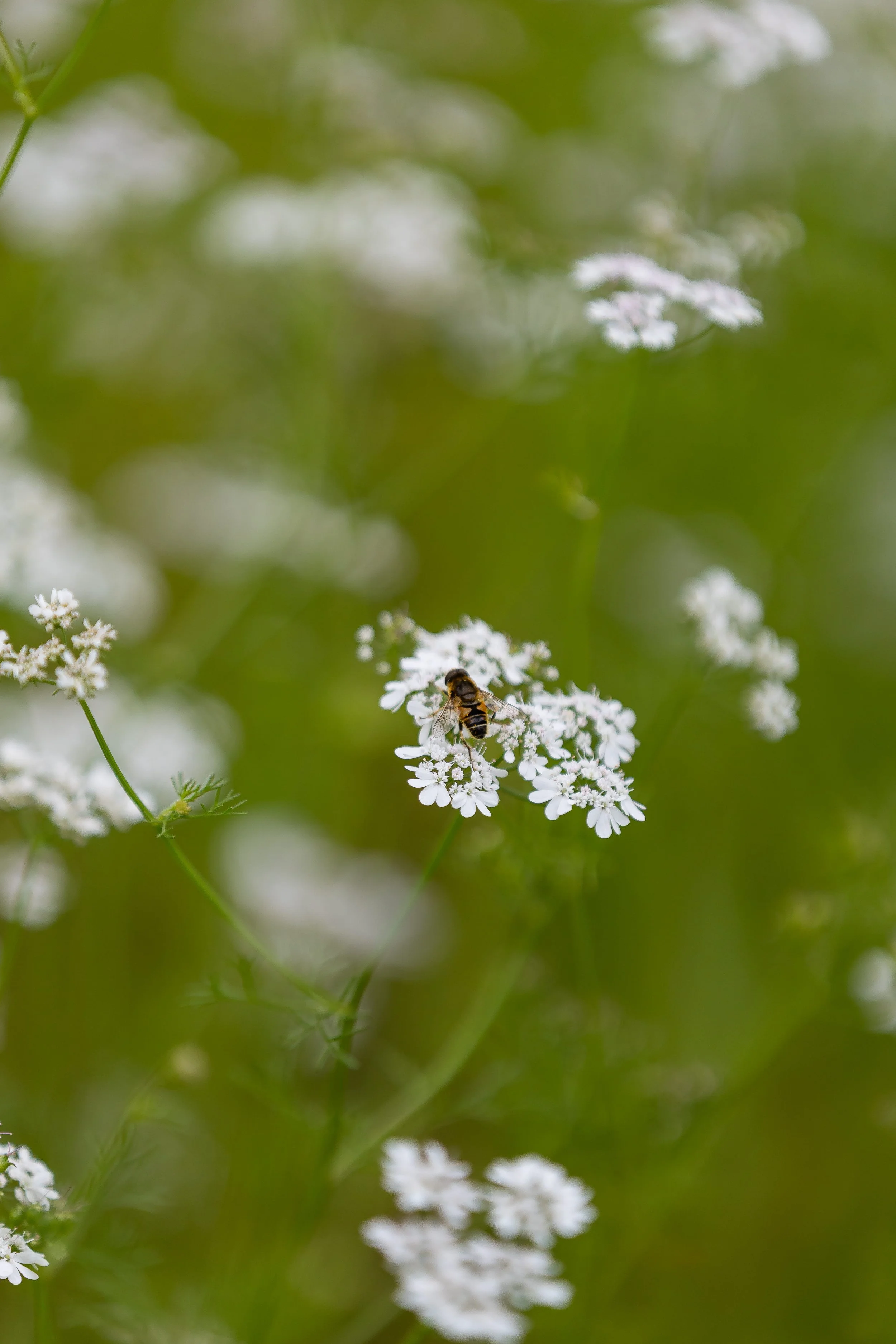 A bee sitting on small white flowers with a blurred green background.