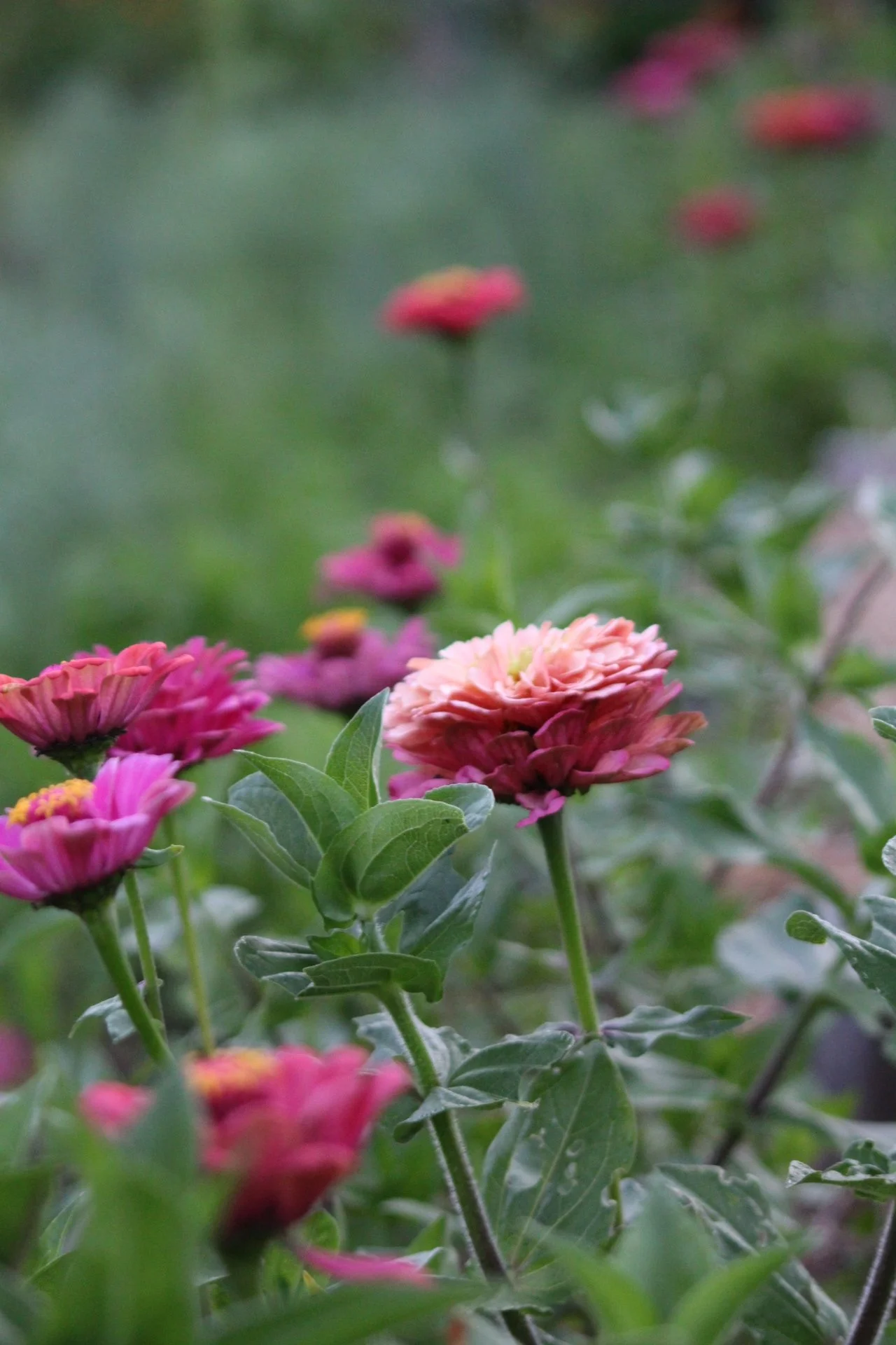 Close-up of pink and peach-colored flowers with green leaves in a garden.