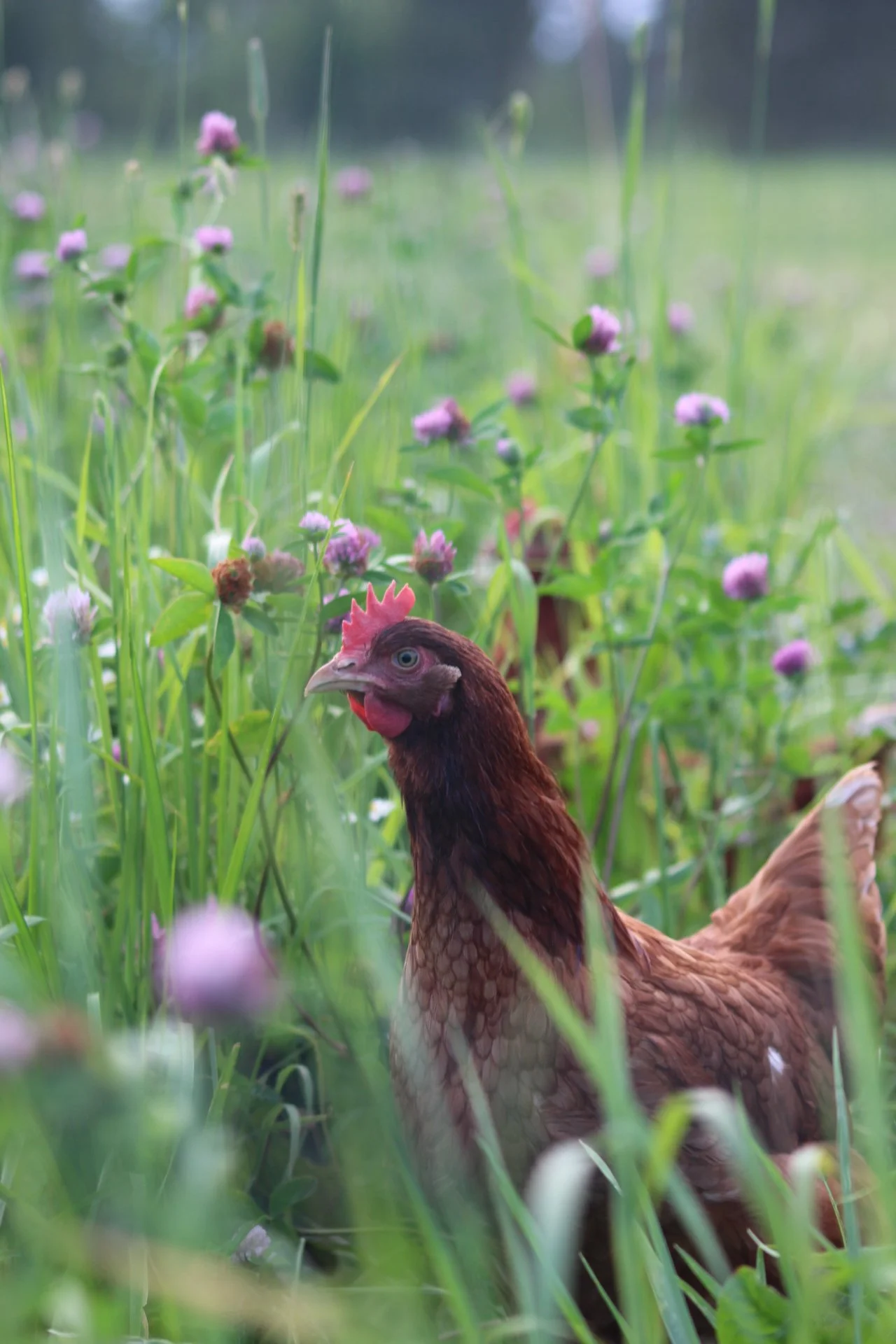 A brown hen standing among green grass and pink wildflowers in a natural outdoor setting.