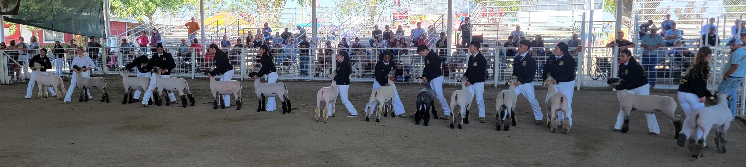 Kern County Fair: Sheep Showmanship
