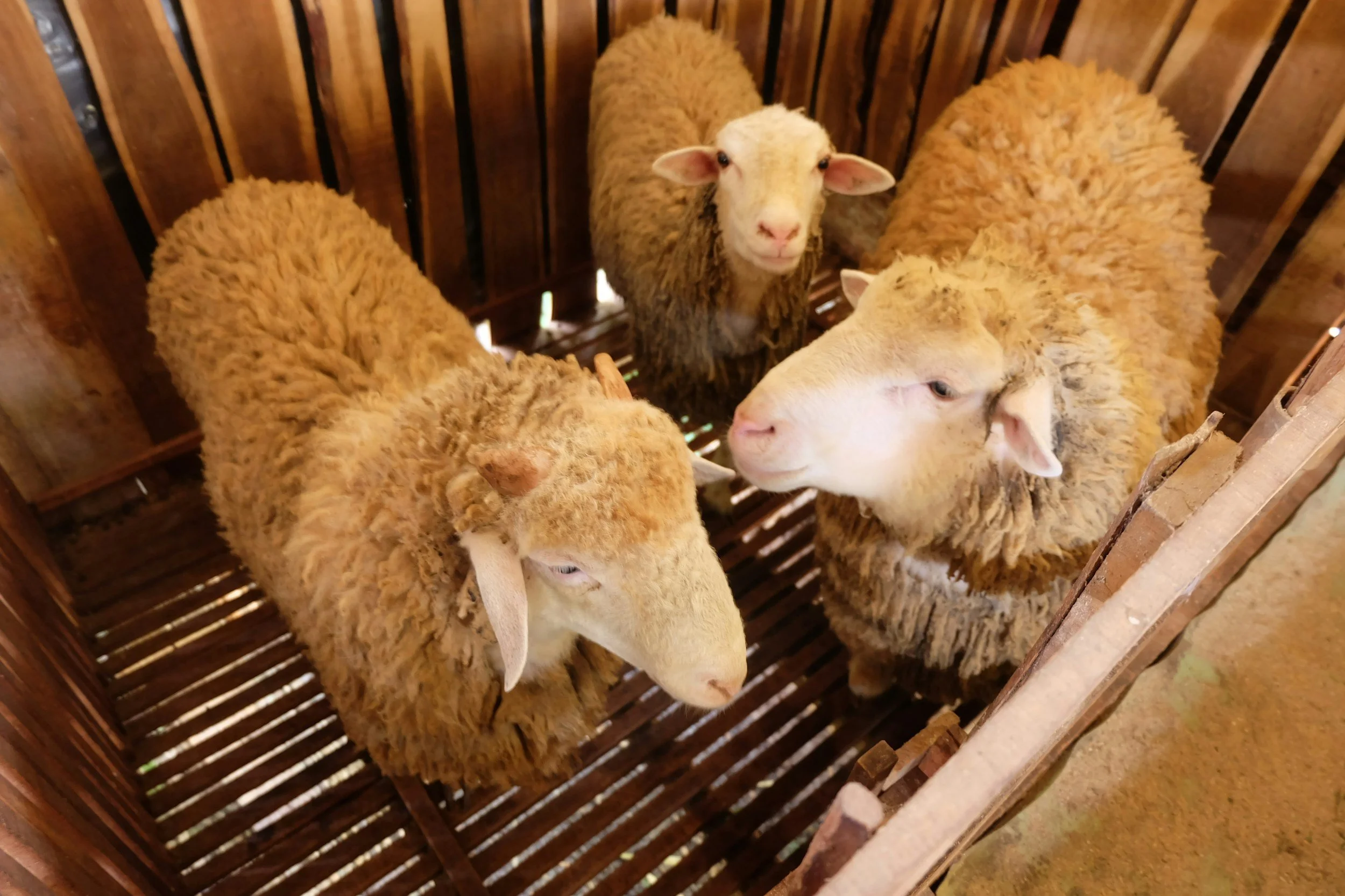 Kern County Fair: Junior Livestock Auction — Goats &amp; Lambs