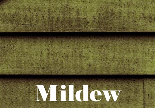 siding with mildew.